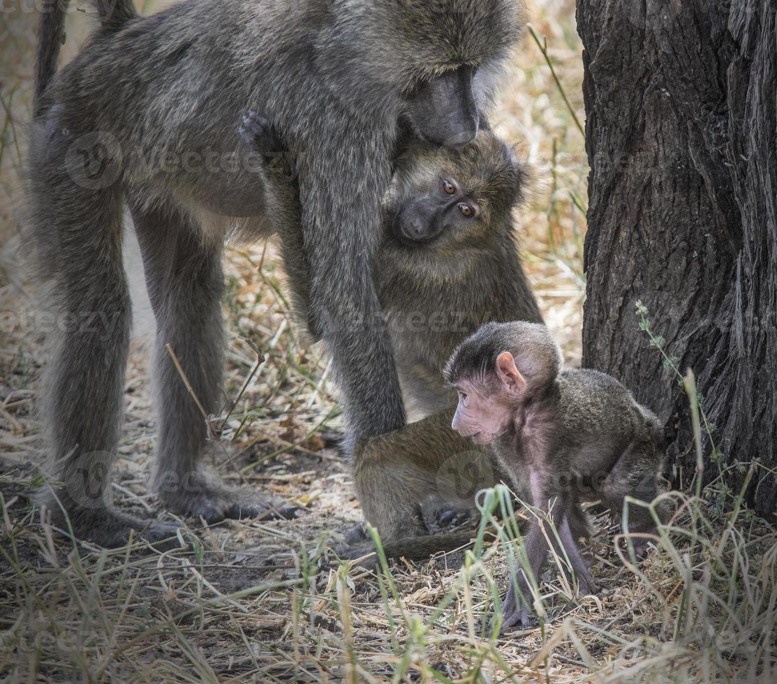 admirando pais babuínos foto