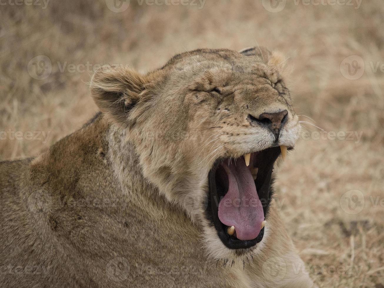 Leoa bocejando na Tanzânia foto