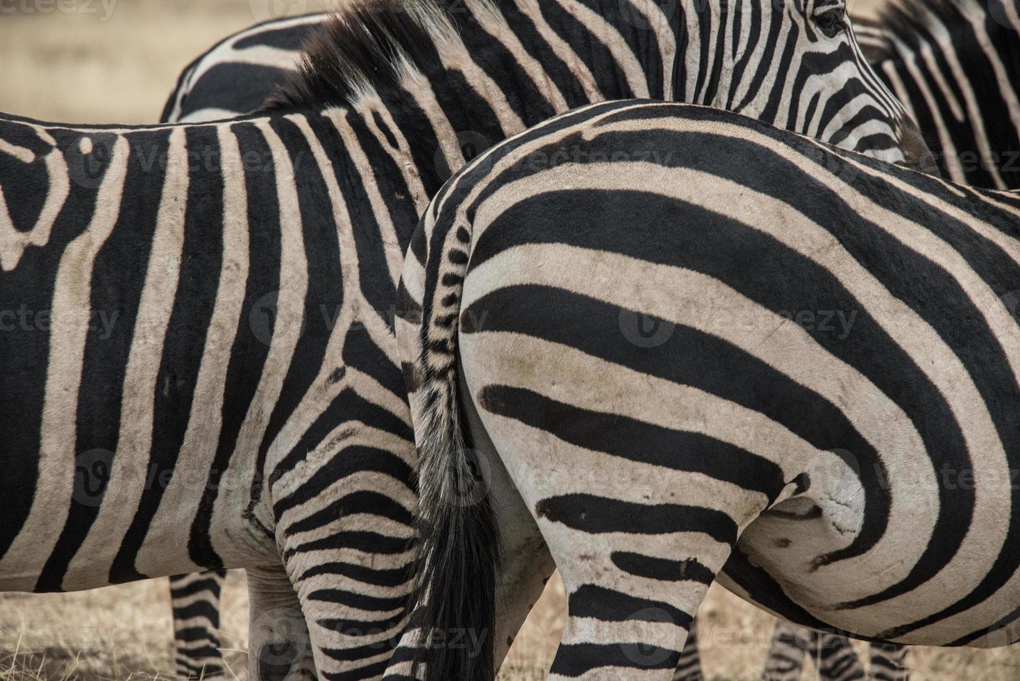 zebras na cratera ngorongro foto