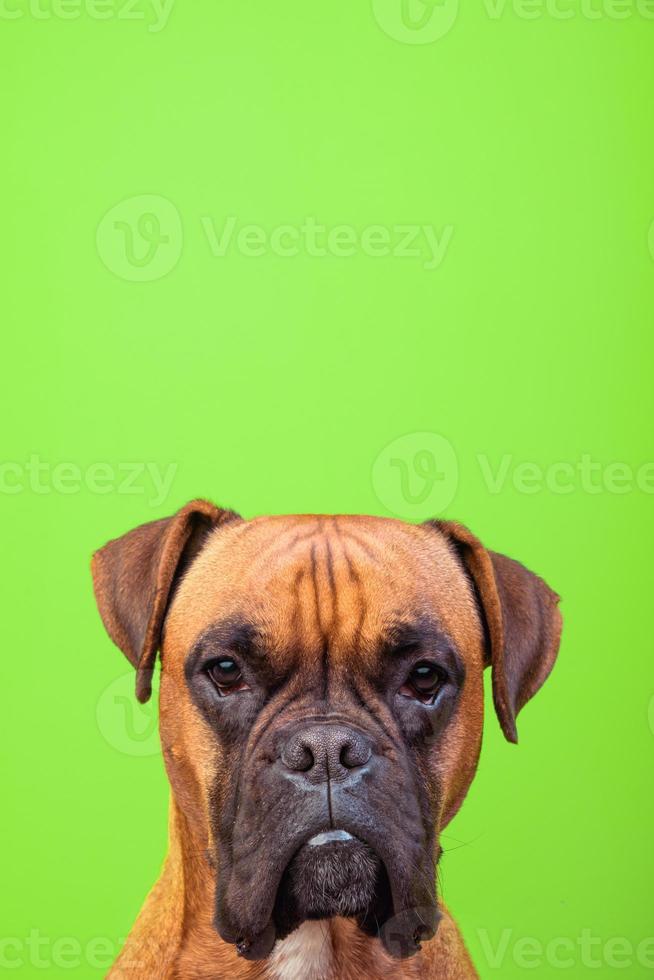 retrato de um cão boxer fofo em fundos coloridos, verde, espaço de cópia foto