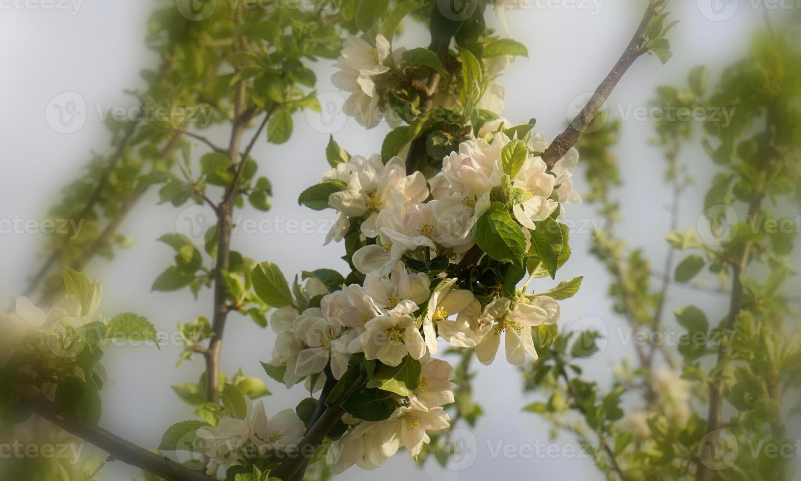 lindo e delicado maçã flores dentro a manhã Sol fechar acima. maçã florescer. Primavera fundo. foto