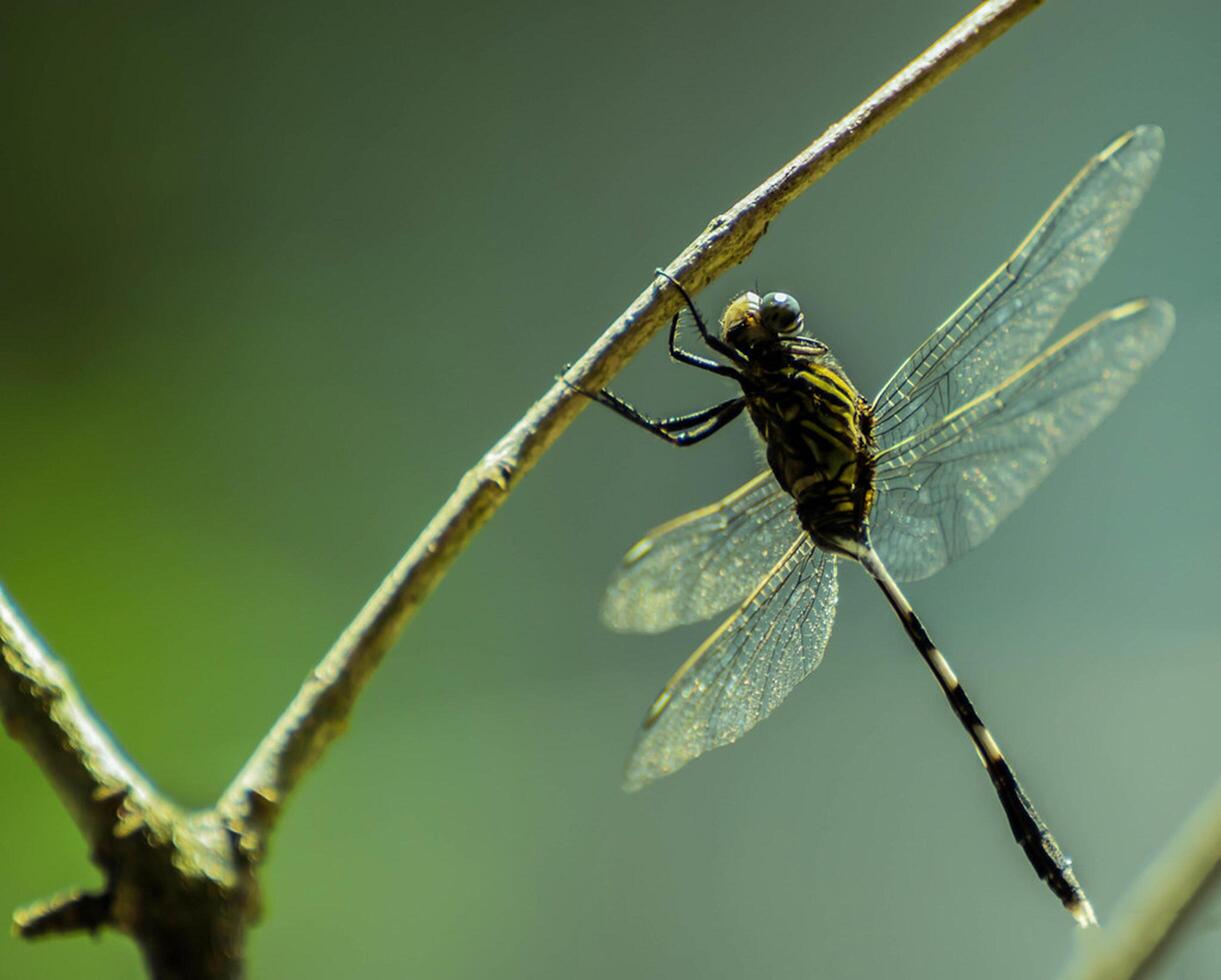 libélula fotografia, fechar-se tiro do uma libélula dentro a natural meio Ambiente foto