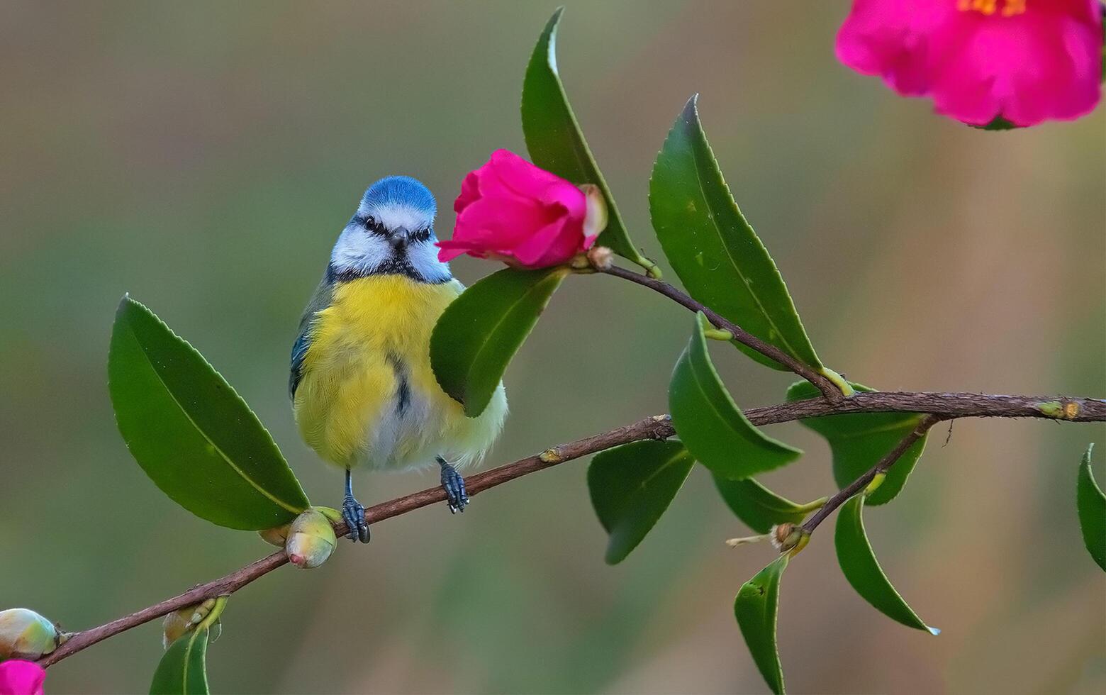 pássaro fotografia, pássaro foto, a maioria lindo pássaro fotografia, natureza fotografia foto