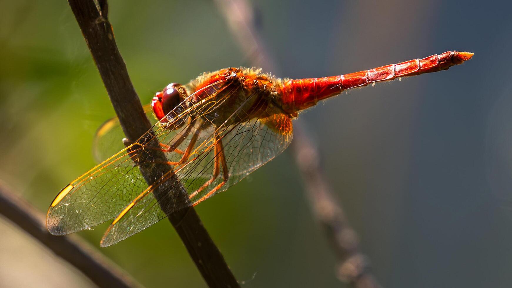 libélula fotografia, fechar-se tiro do uma libélula dentro a natural meio Ambiente foto