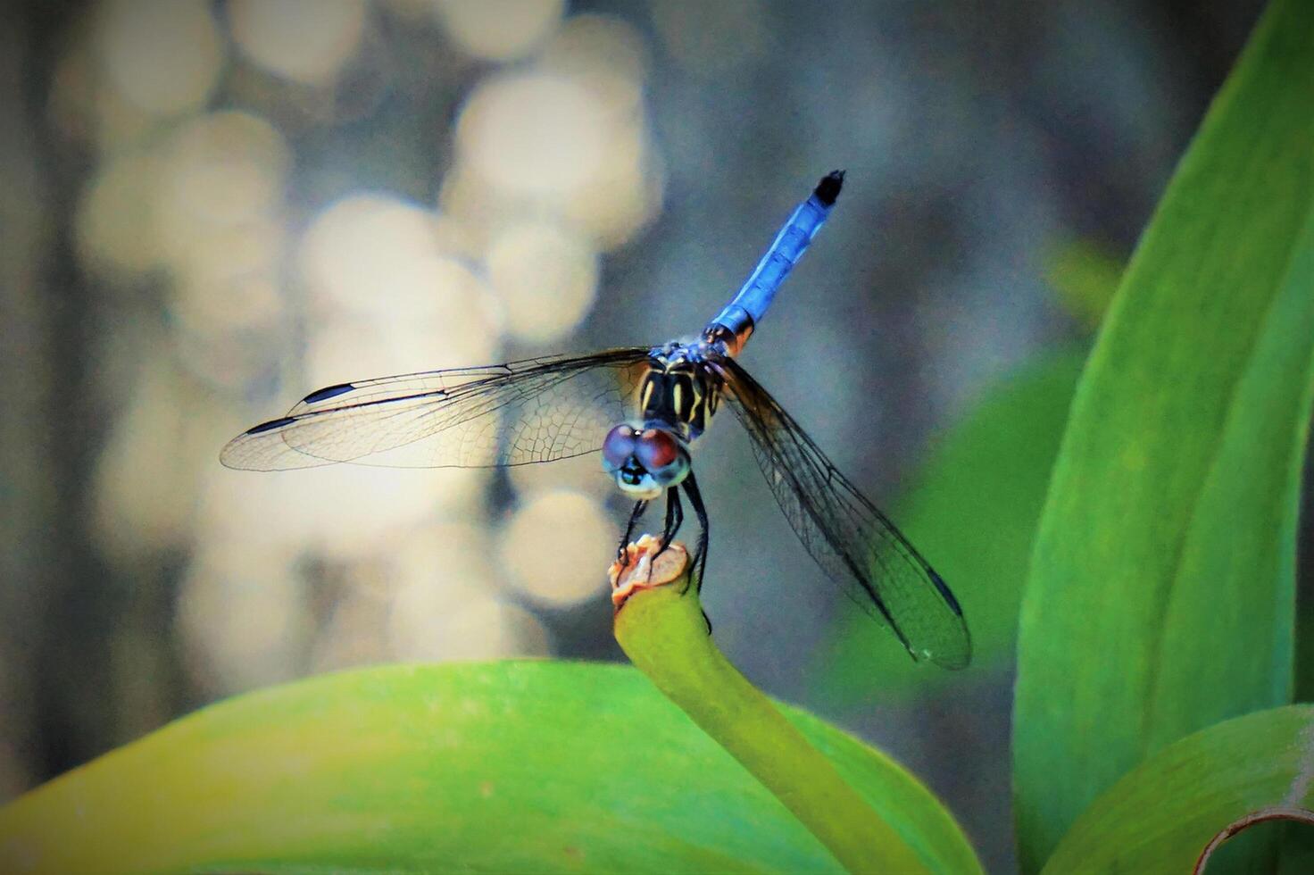 libélula fotografia, fechar-se tiro do uma libélula dentro a natural meio Ambiente foto