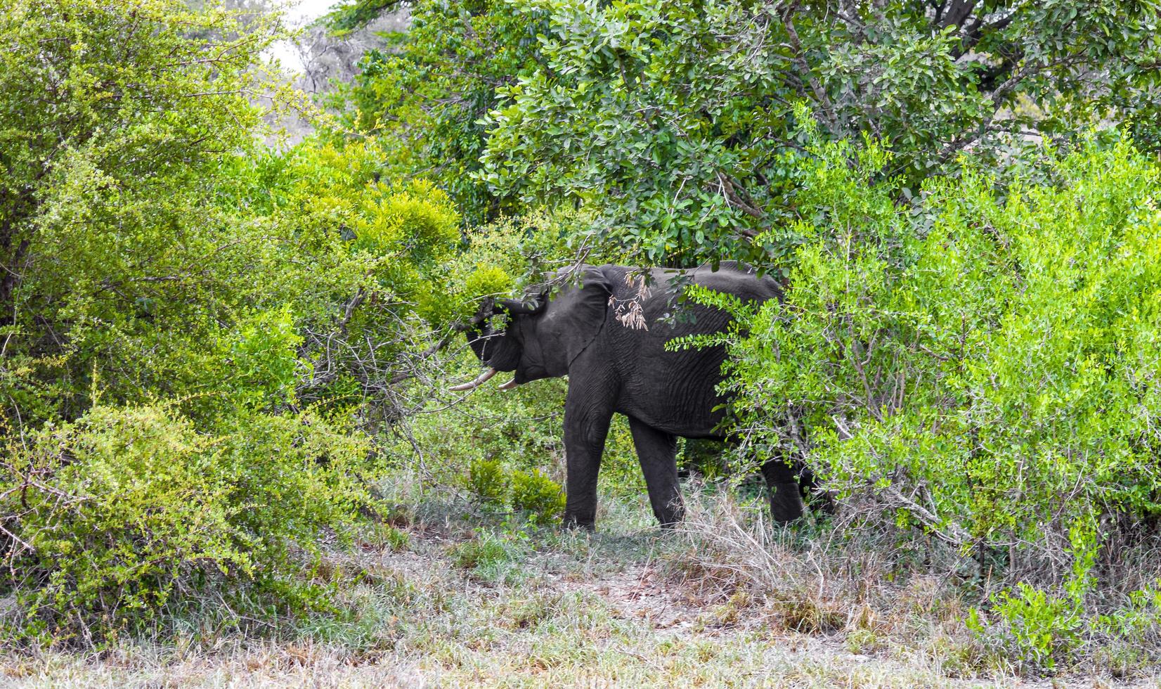 cinco grandes elefantes africanos kruger safári do parque nacional na áfrica do sul. foto
