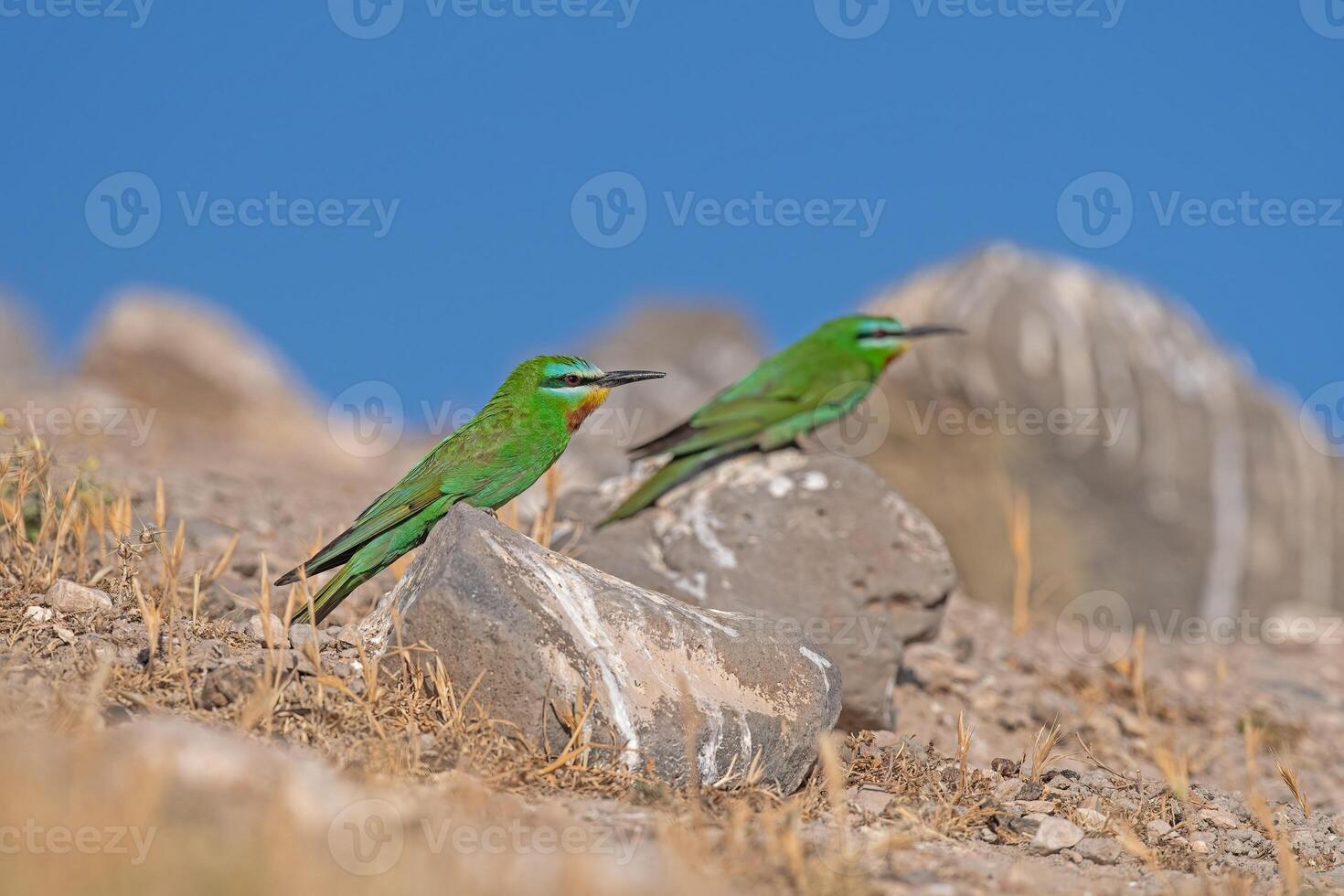 de bochecha azul comedor de abelhas, merops pérsico, em uma Rocha. foto