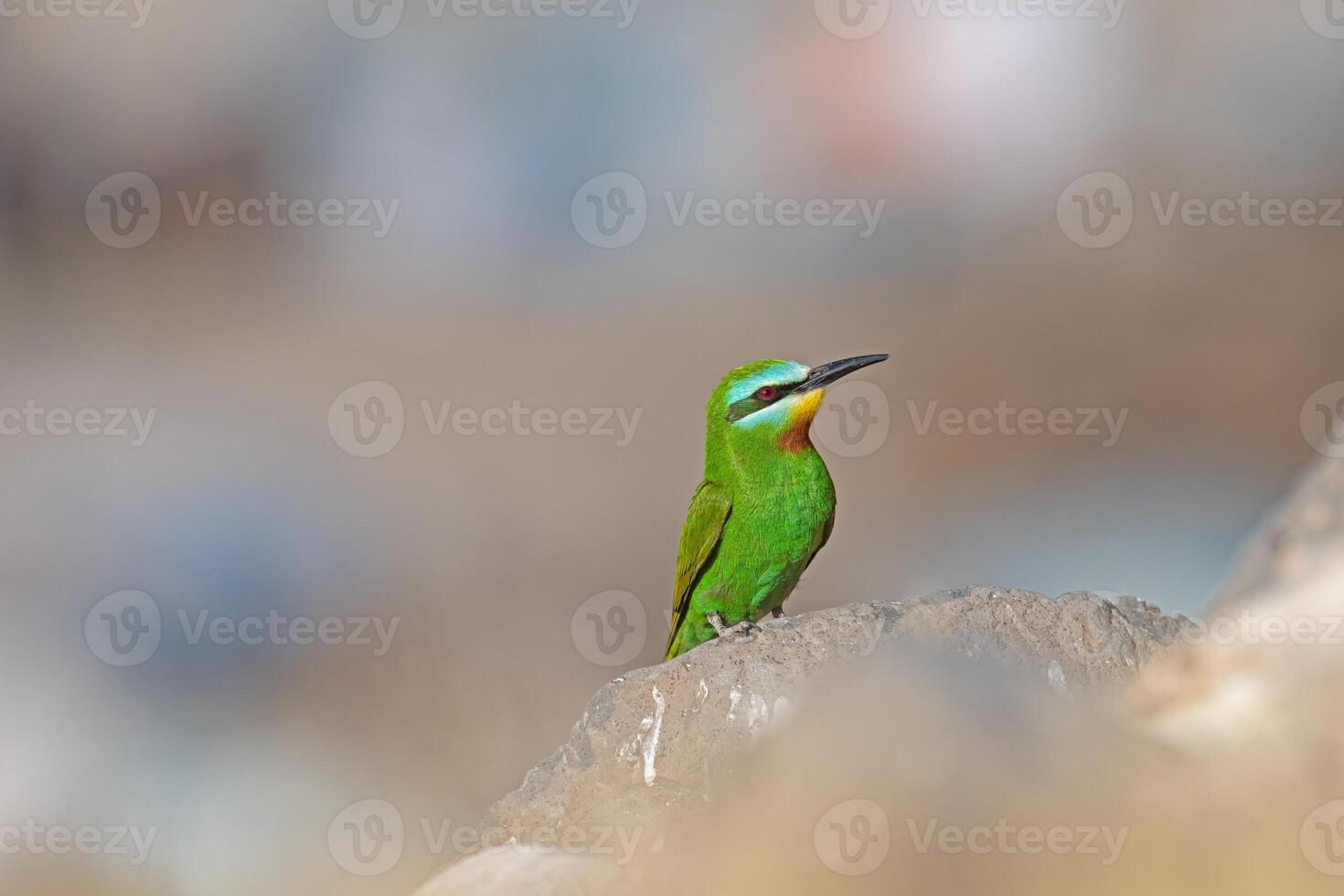 de bochecha azul comedor de abelhas, merops pérsico, em uma Rocha. foto