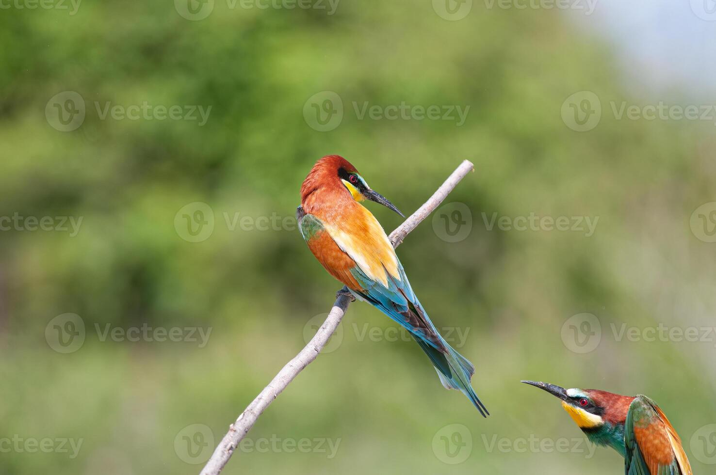 europeu abelharucos, merops apiastro em a ramo. verde fundo. colorida pássaros. foto