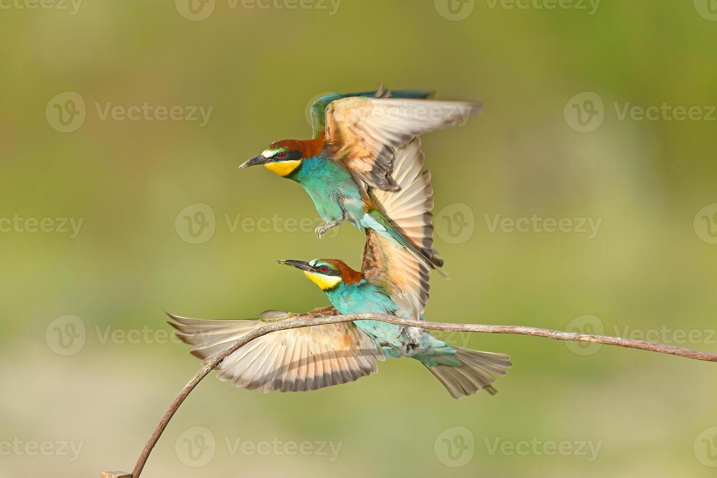 dois europeu abelharucos, merops apiastro, sentado em uma bastão brigando, dentro lindo caloroso manhã luz, burda, peru. foto