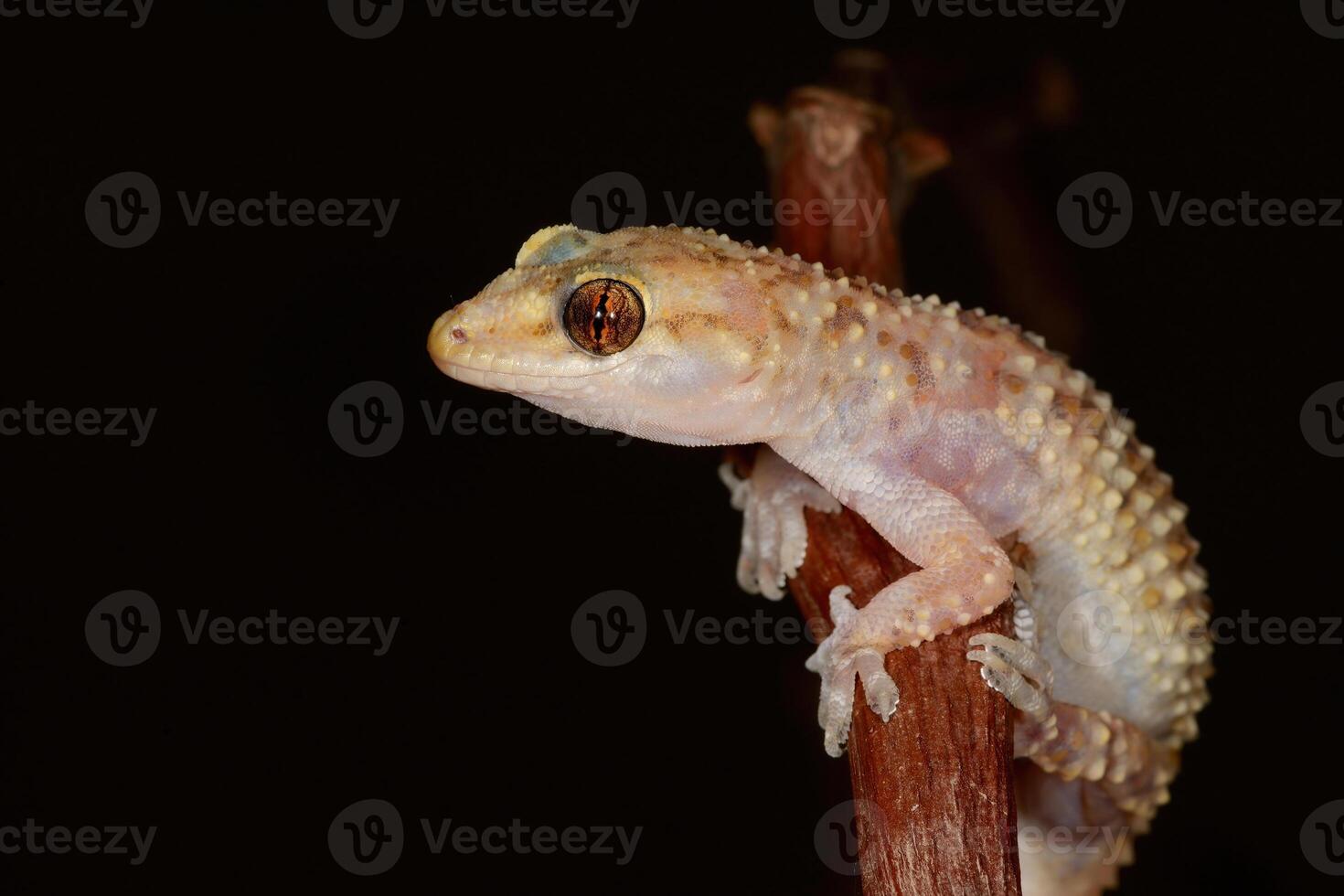 fechar-se do hemidáctilo turcicus em uma ramo . foto