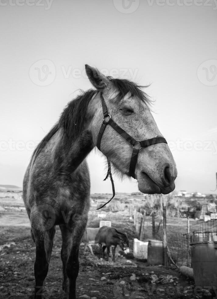 cavalo em uma fazenda foto