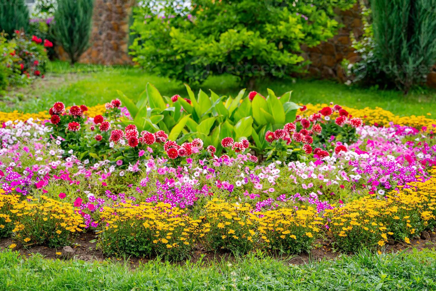 baixo crescimento herbáceo plantas com lindo delicado Rosa flores panorama Projeto. foto