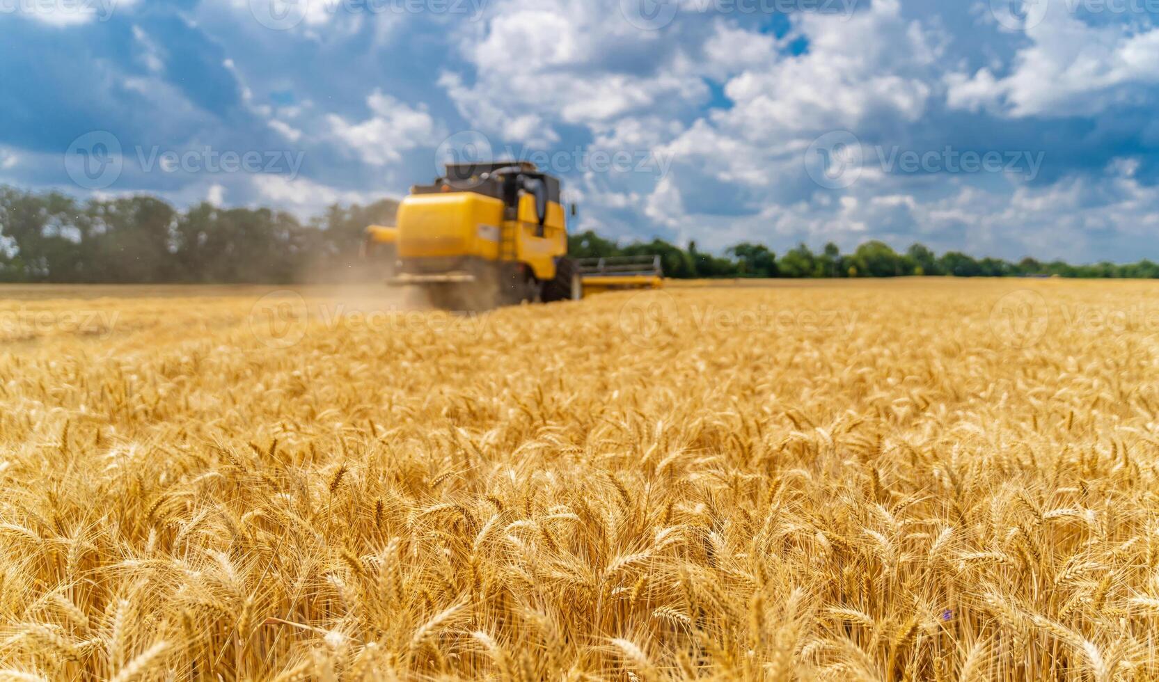 especial máquina colheita colheita dentro Campos, agrícola Tecnico dentro Ação. maduro colheita conceito. colheita panorama. cereal ou trigo reunião. pesado maquinaria, azul céu acima campo. foto