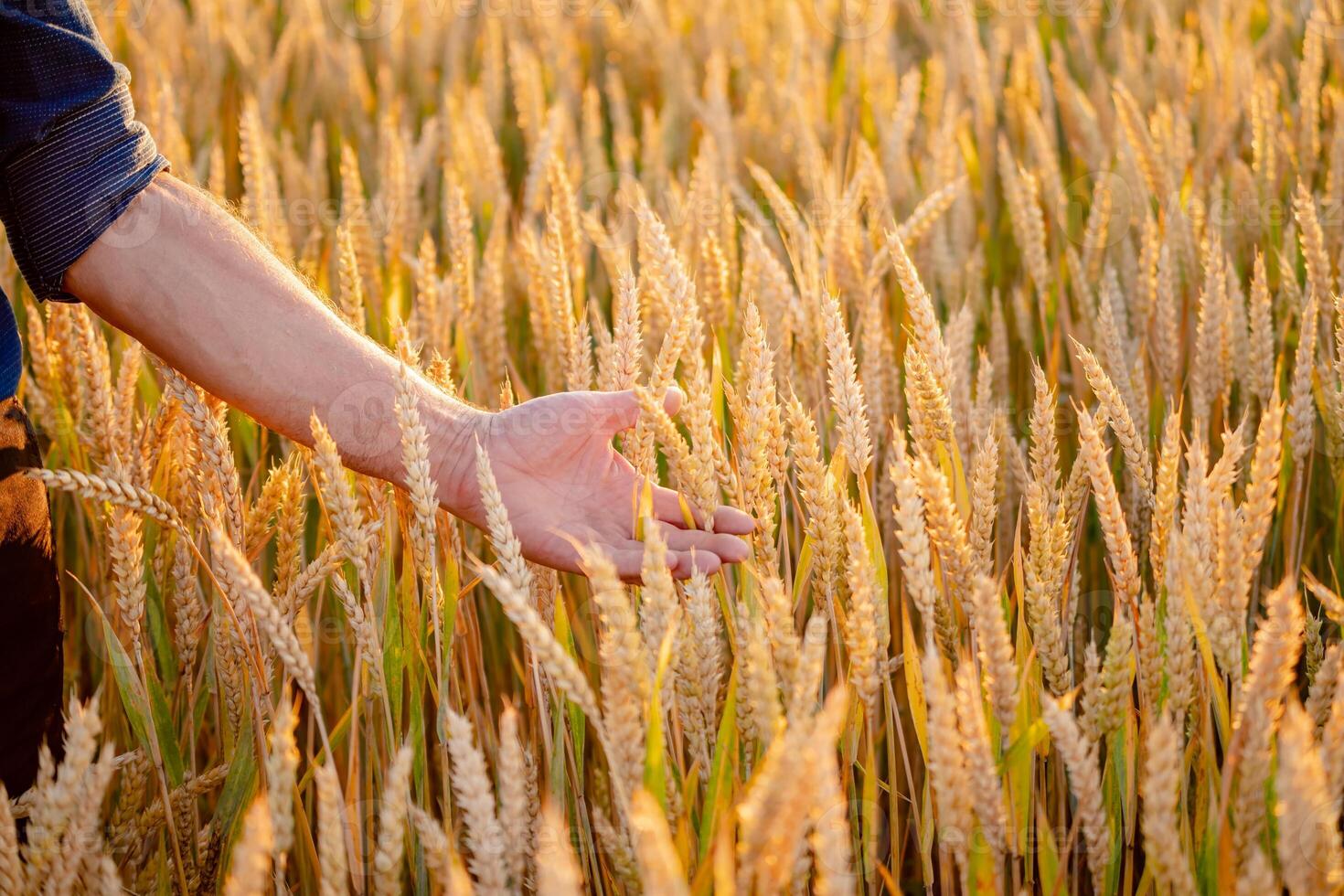 masculino mãos tocante dourado trigo orelha dentro uma trigo campo. pôr do sol luz, instantâneo do claro. foto