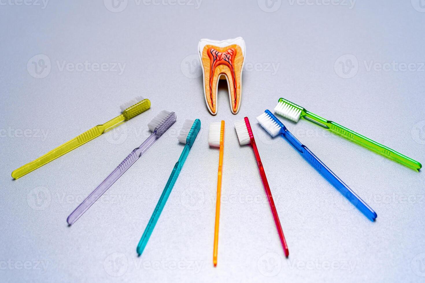 diferente colorida dente escovas deitar por aí educacional dente modelo. foto