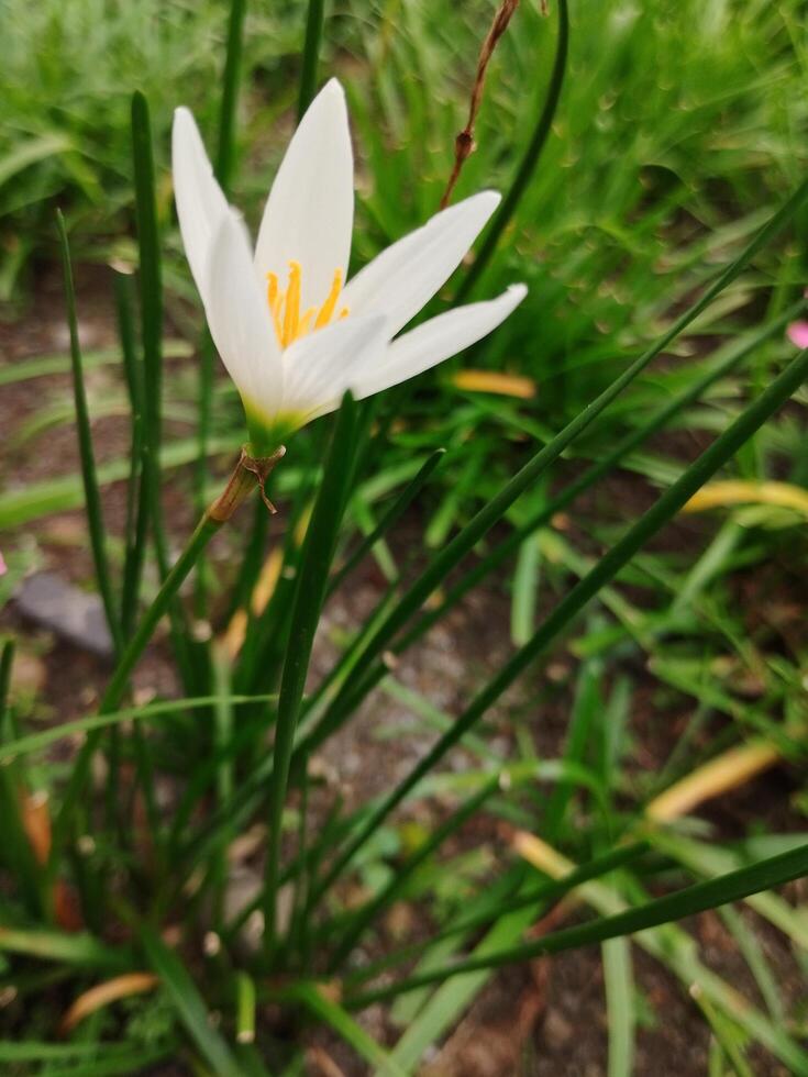 criativo disposição fez do verde folhas e branco flor.plana leigo.natureza consept foto