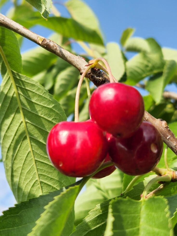 vermelho cereja em uma ramo. maduro cereja frutas foto