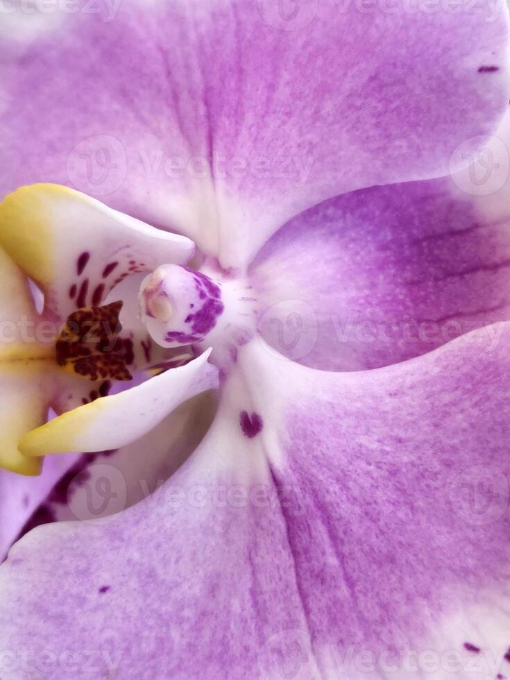 orquídea flor. floral fundo para cumprimento cartão foto