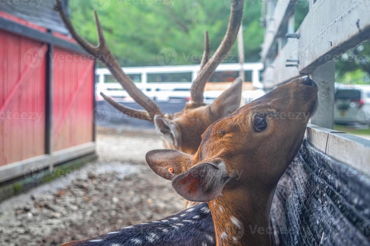 a eixo veado às a jardim zoológico esperando para estar alimentado de visitantes foto