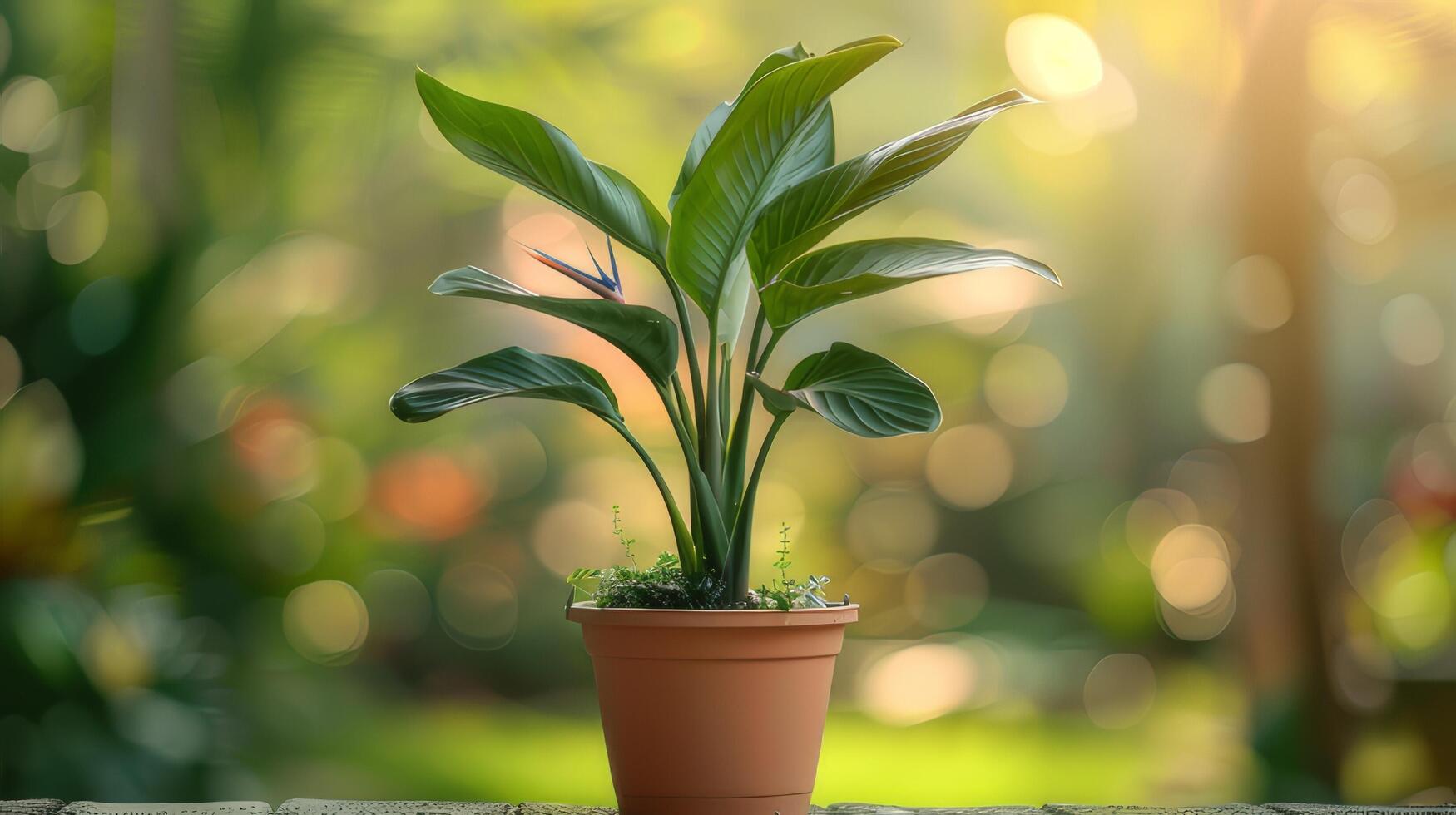 ai gerado uma miniatura pássaro do paraíso plantar alojado dentro uma terracota Panela. foto