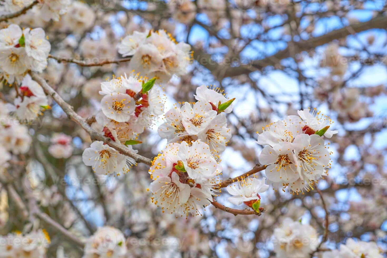 jardinagem.fruta árvore florescer.linda Rosa delicado Primavera flores foto