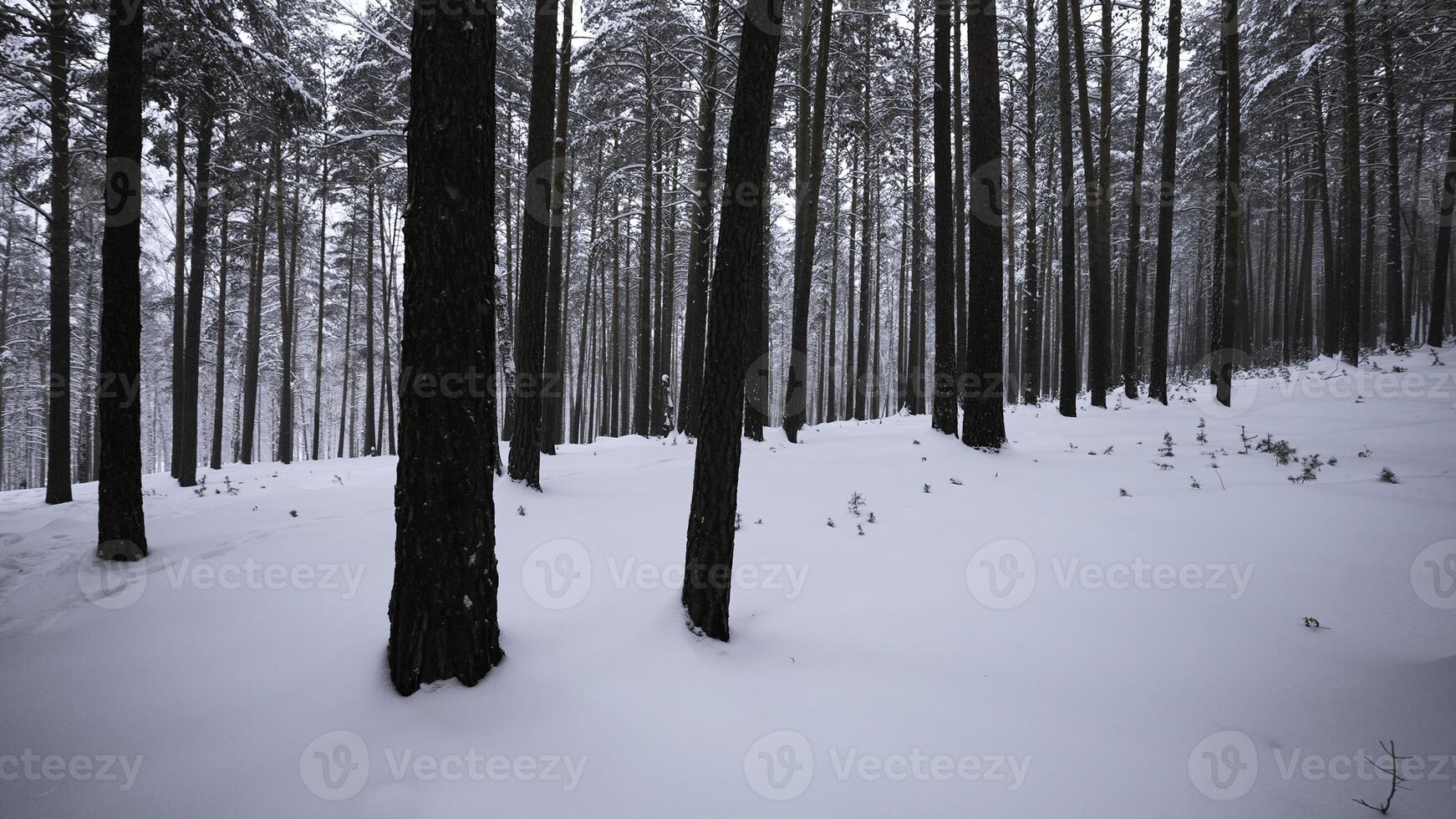 lindo Visão dentro selvagem inverno floresta. meios de comunicação. lindo andar dentro selvagem floresta em inverno dia. Câmera movimento dentro Visão do lindo inverno floresta foto