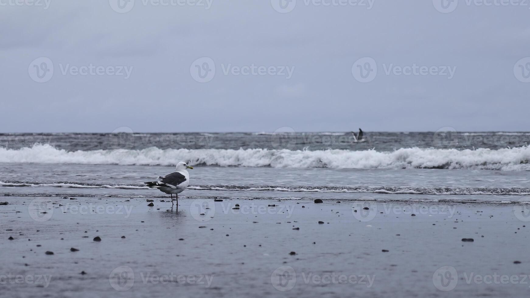 gaivota carrinhos em Beira Mar. grampo. solitário gaivota carrinhos em Beira Mar em nublado dia. gaivota carrinhos em areia em fundo do mar ondas foto