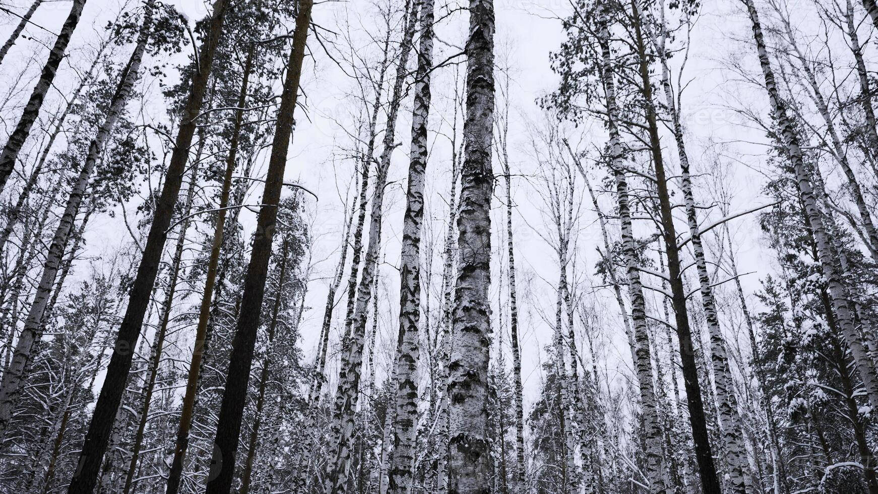 Nevado inverno declive e bétula árvore floresta. meios de comunicação. lindo inverno paisagem, calma Sair dia dentro madeiras. foto