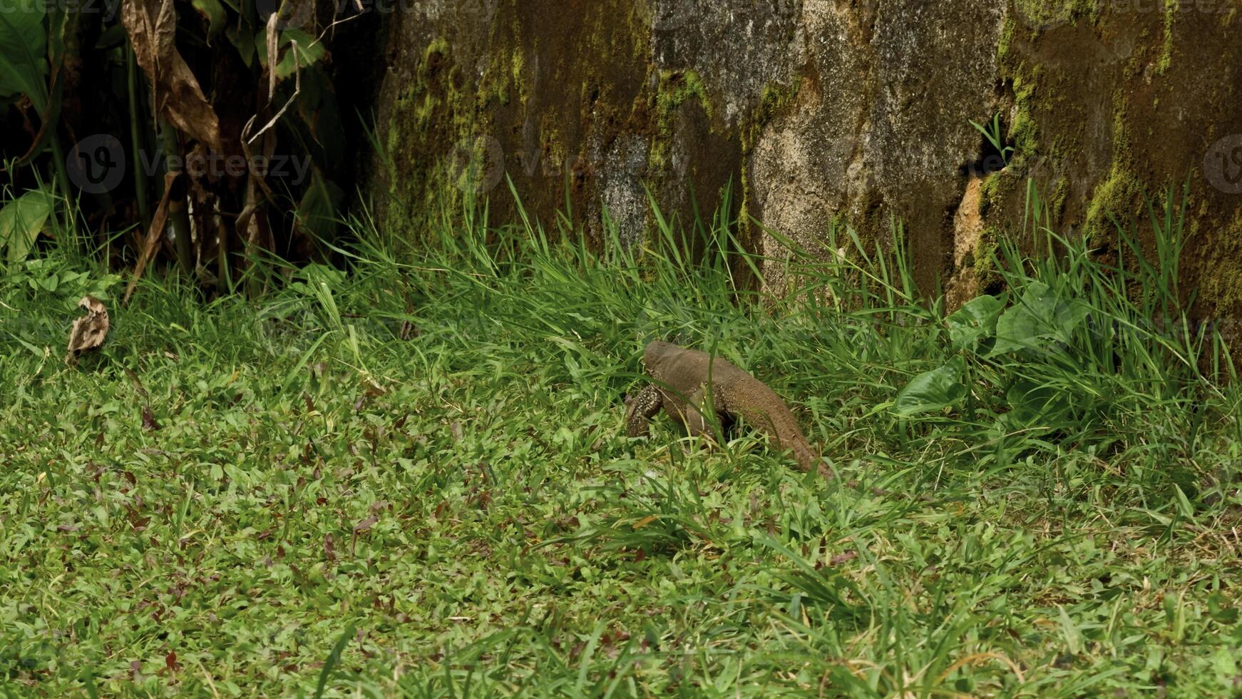 perigoso réptil varan em Prado perto árvore dentro nacional parque. Ação. conceito do animais selvagens. foto