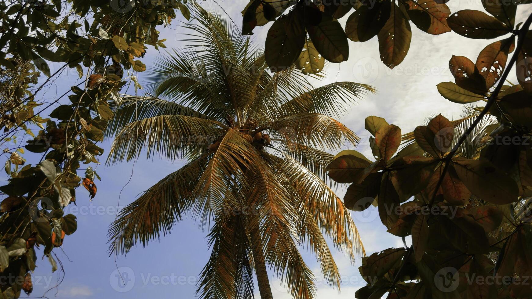 Palma árvores dentro tropical selva floresta dentro uma ensolarado dia. Ação. verde fresco folhas balançando dentro a vento. foto