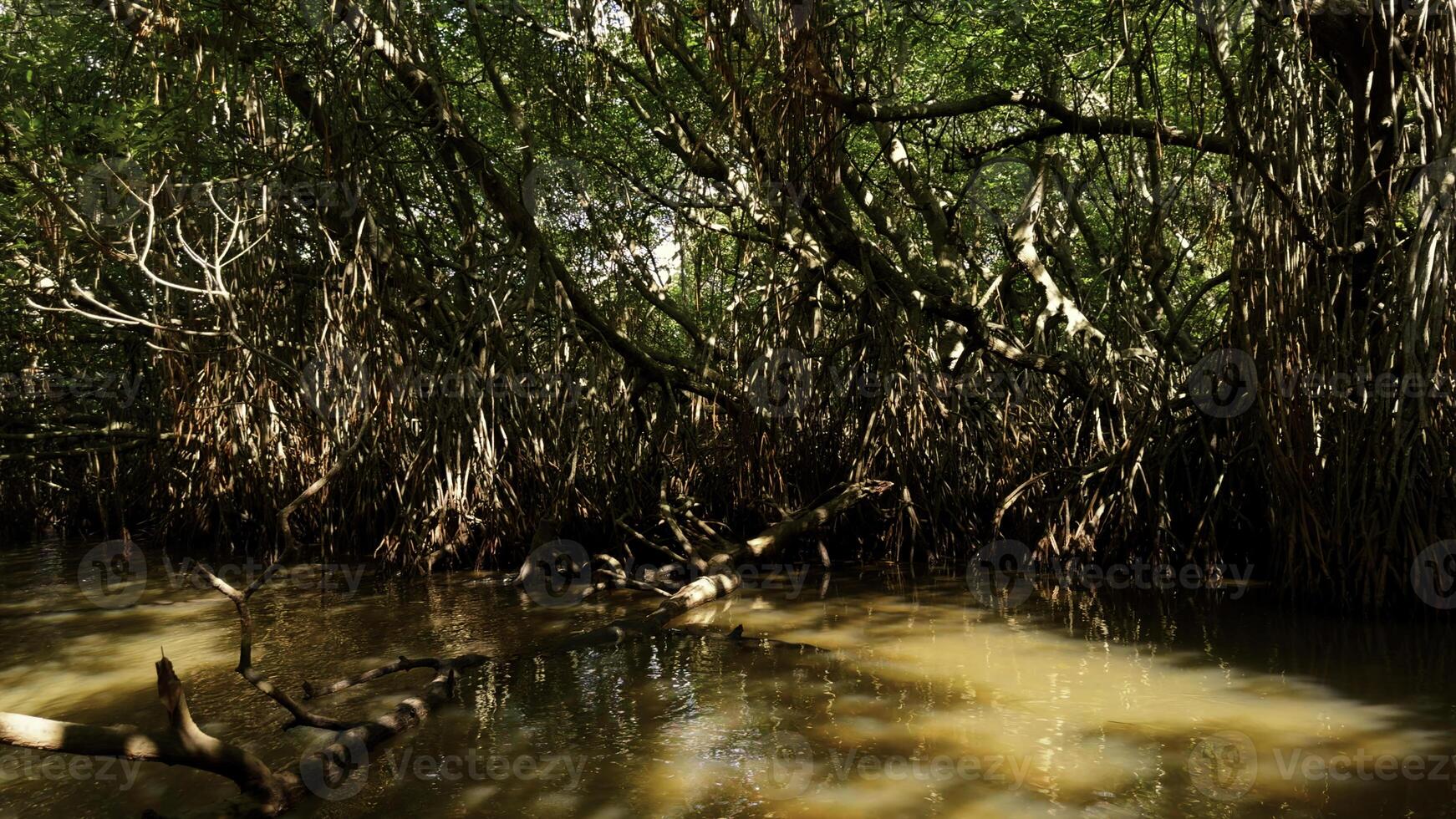pântano florestas dentro zonas úmidas, conceito do animais selvagens e biodiversidade. Ação. fechar acima do árvore com emaranhado galhos. foto