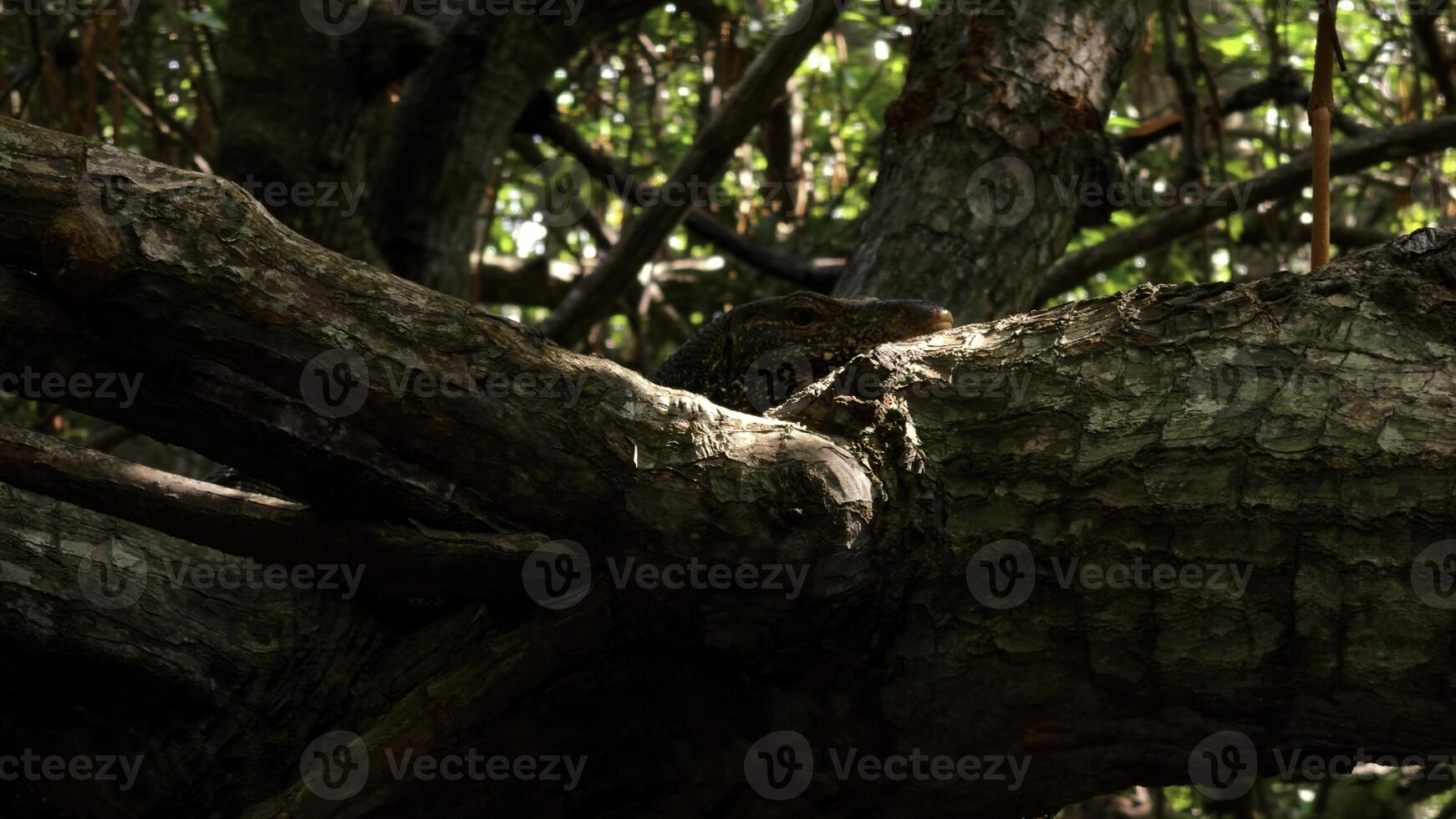 pântano florestas dentro zonas úmidas, conceito do animais selvagens e biodiversidade. Ação. fechar acima do árvore com emaranhado galhos. foto