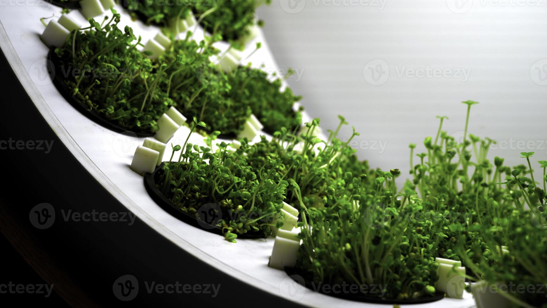 suculento jovem brotos do verduras dentro uma rotativo industrial Fazenda com brilhante iluminação. meios de comunicação. conceito do vegano saudável dieta. foto