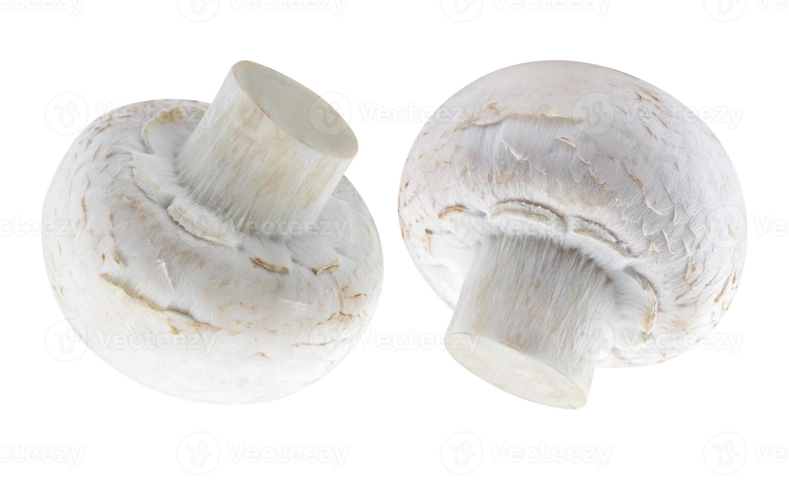 1 cogumelo isolado em branco fundo foto