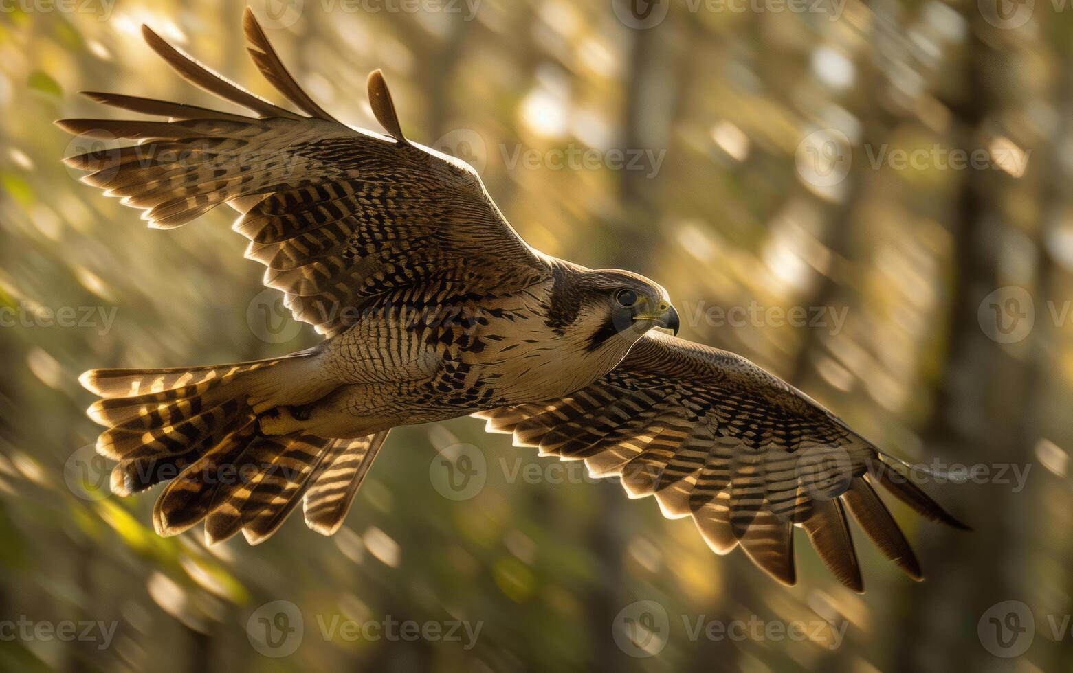 ai gerado dentro a dourado luz do crepúsculo, uma peregrino falcão sobe com estendido asas foto