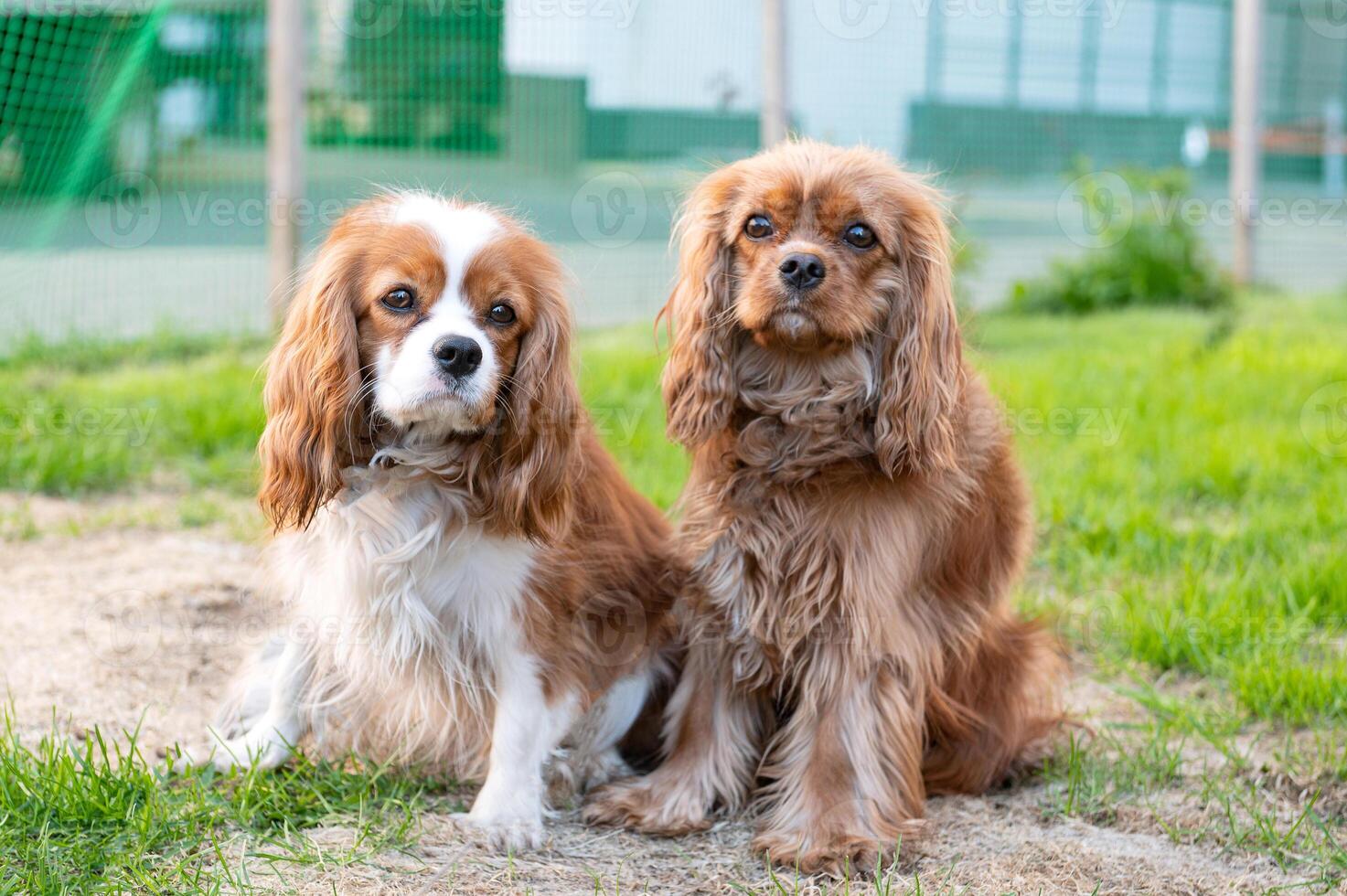 dois de raça pura cachorros descuidado rei Charles spaniel sem uma trela dentro natureza. Castanho cor foto