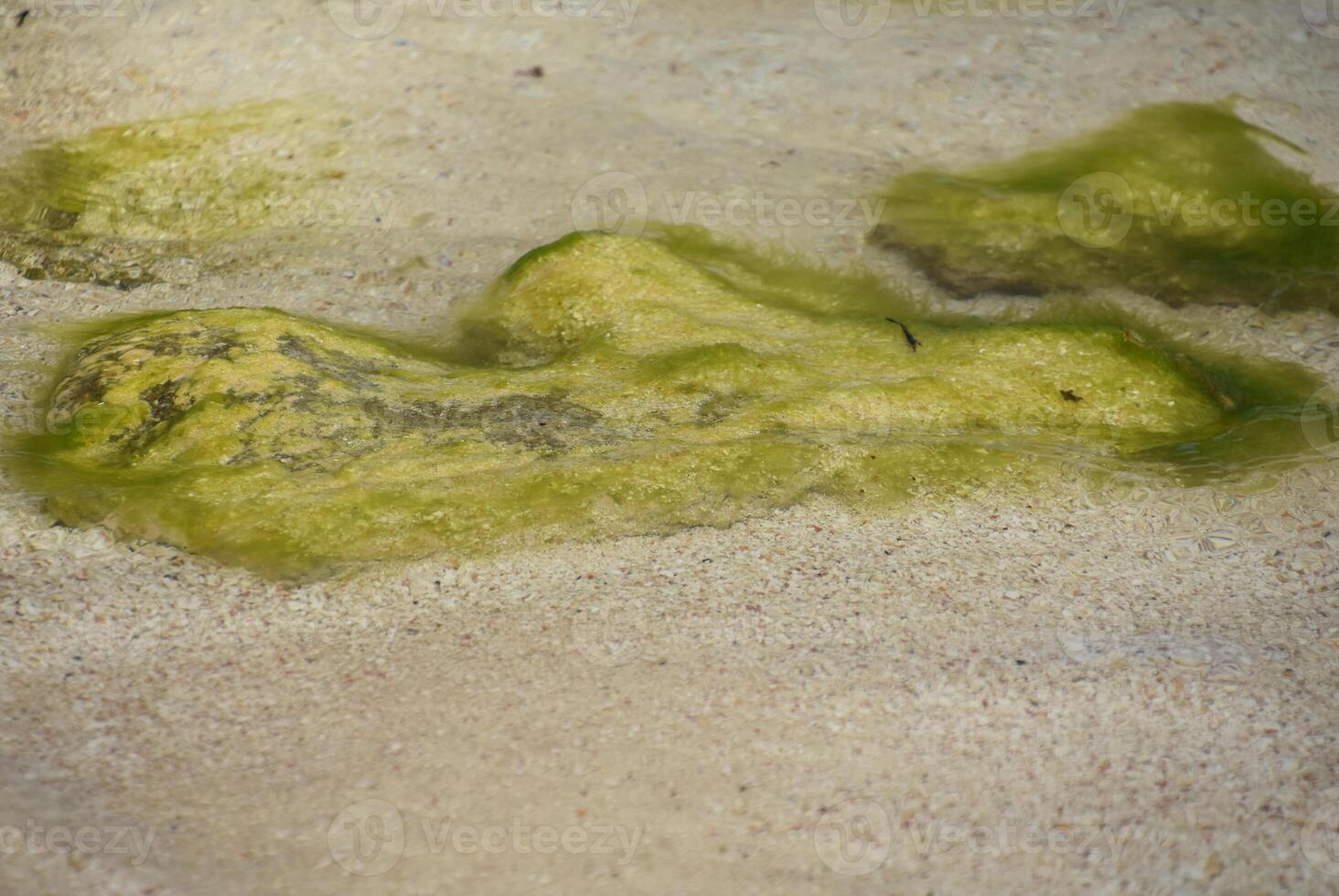 molhado areia de praia com verde algas em pedras foto
