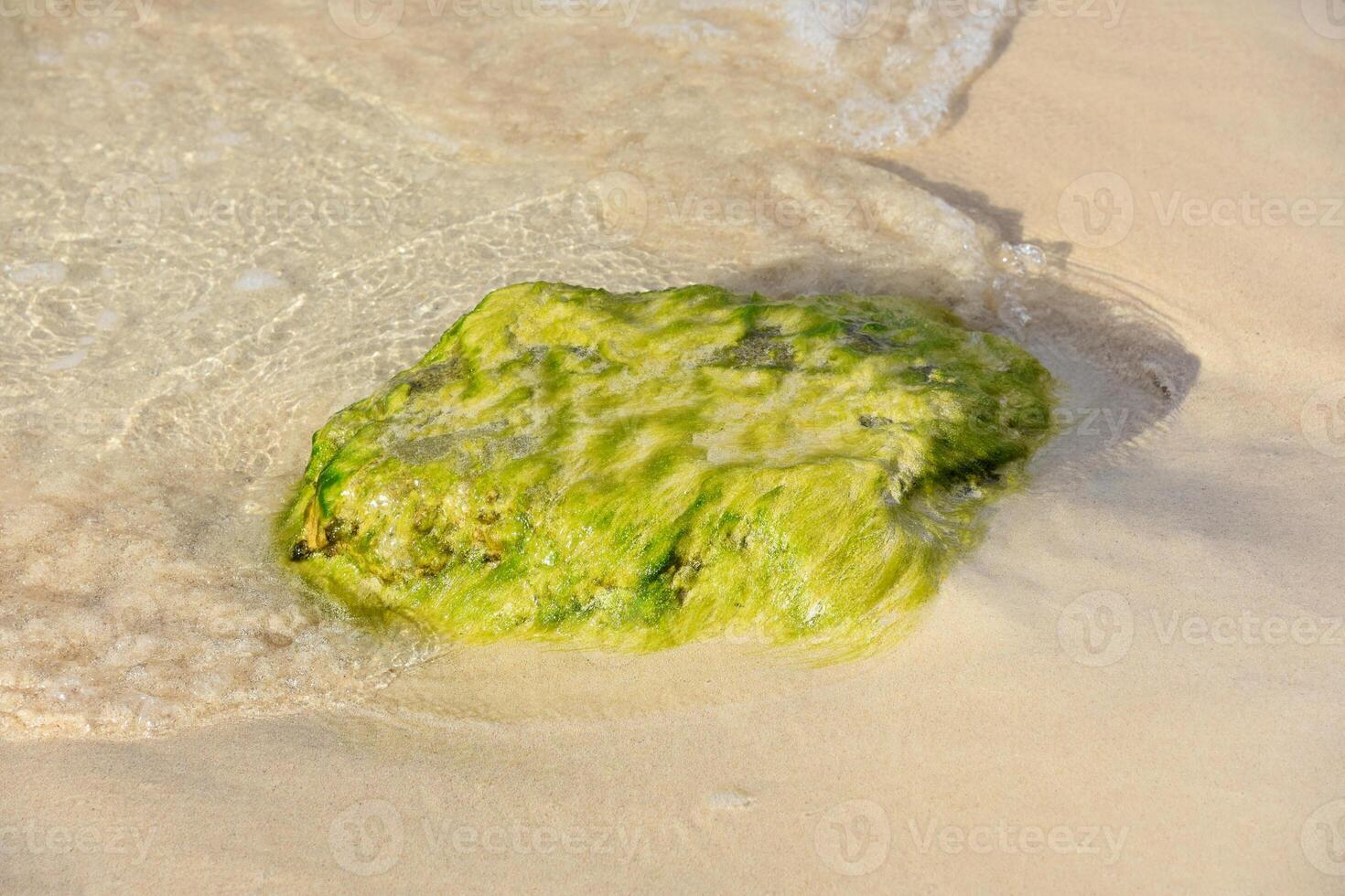 raso águas em torno da uma Rocha revestido dentro algas foto