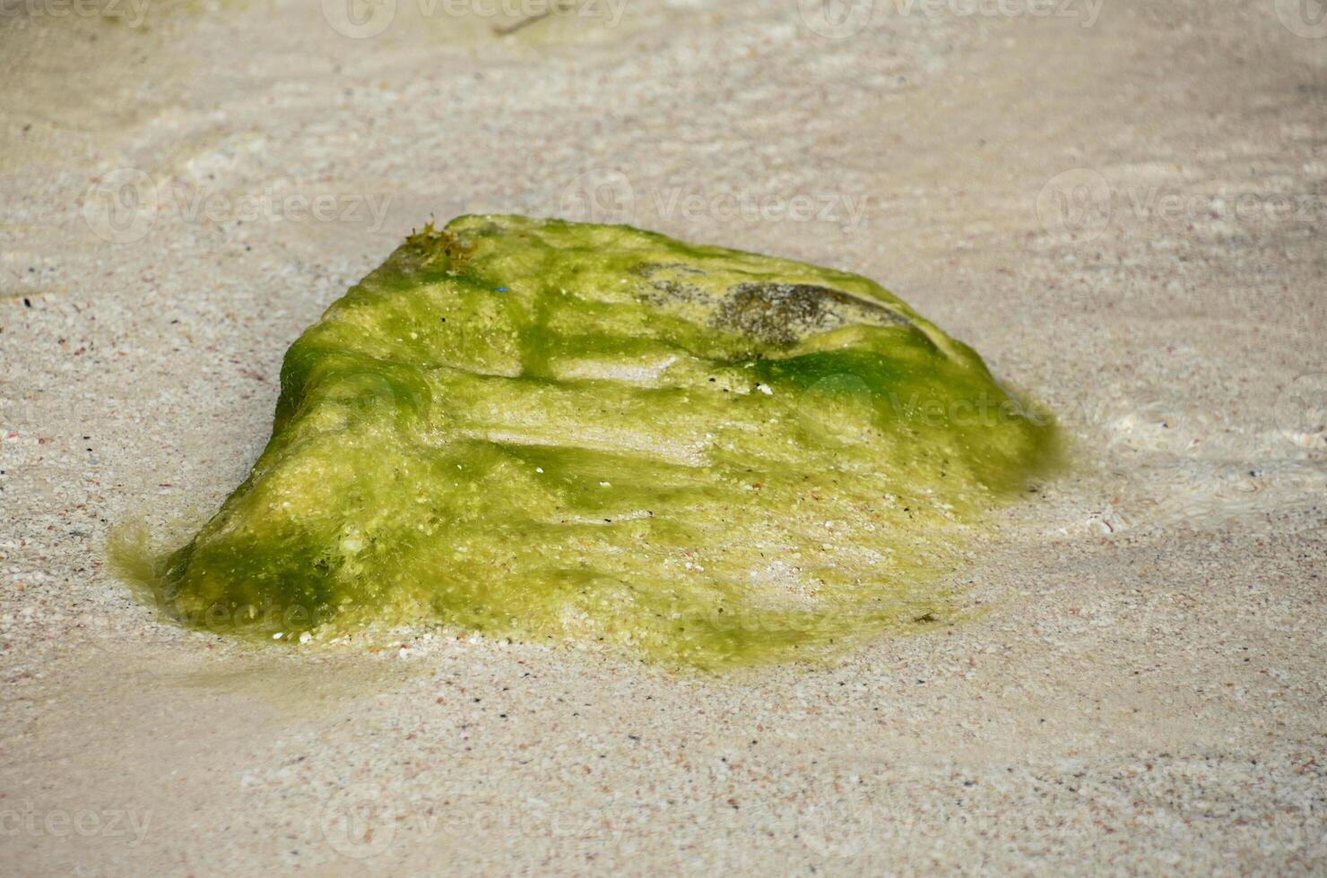 verde algas em uma Rocha dentro raso águas foto