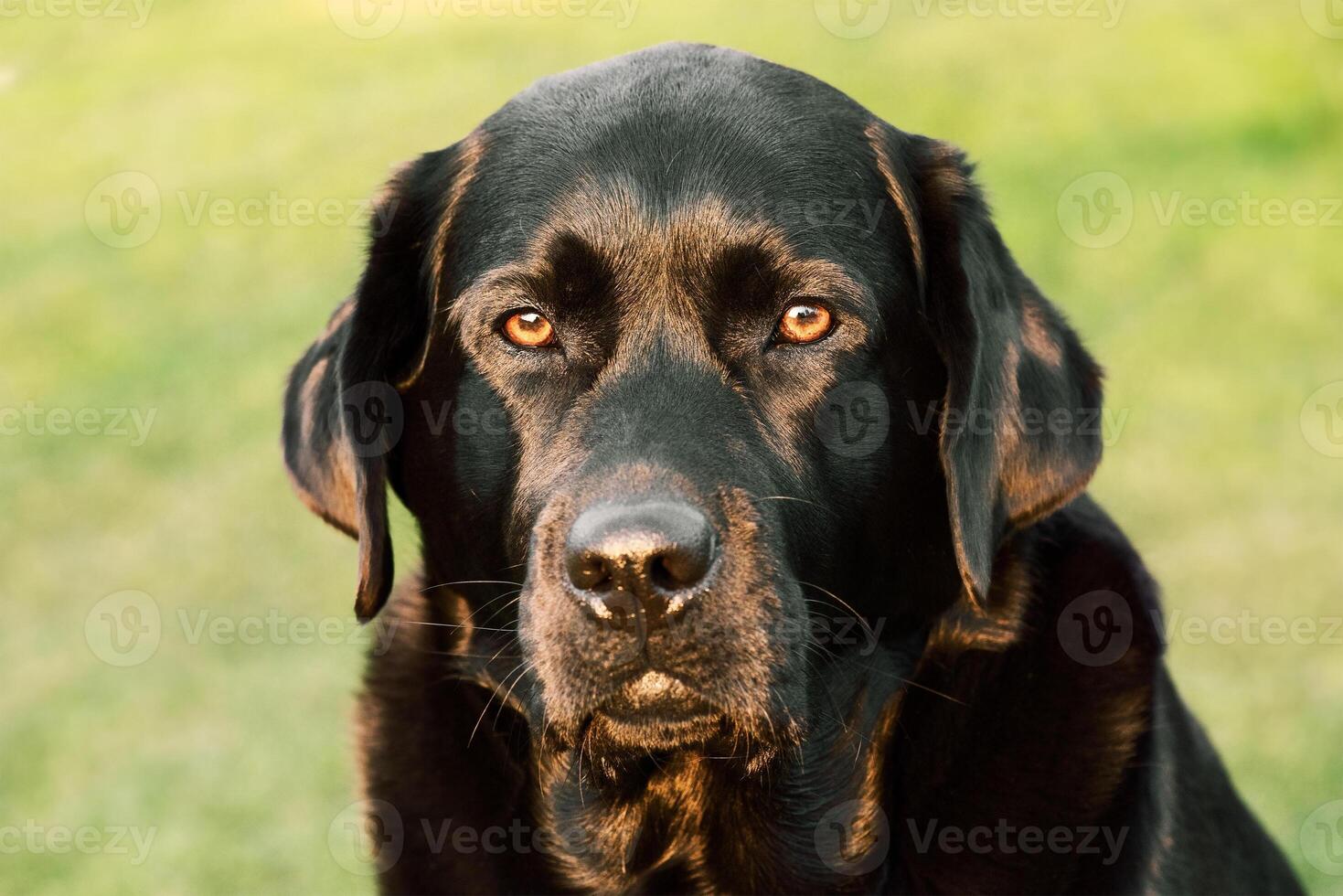 Preto labrador retriever em uma fundo do verde Relva em uma ensolarado dia. uma bicho de estimação, a animal. foto