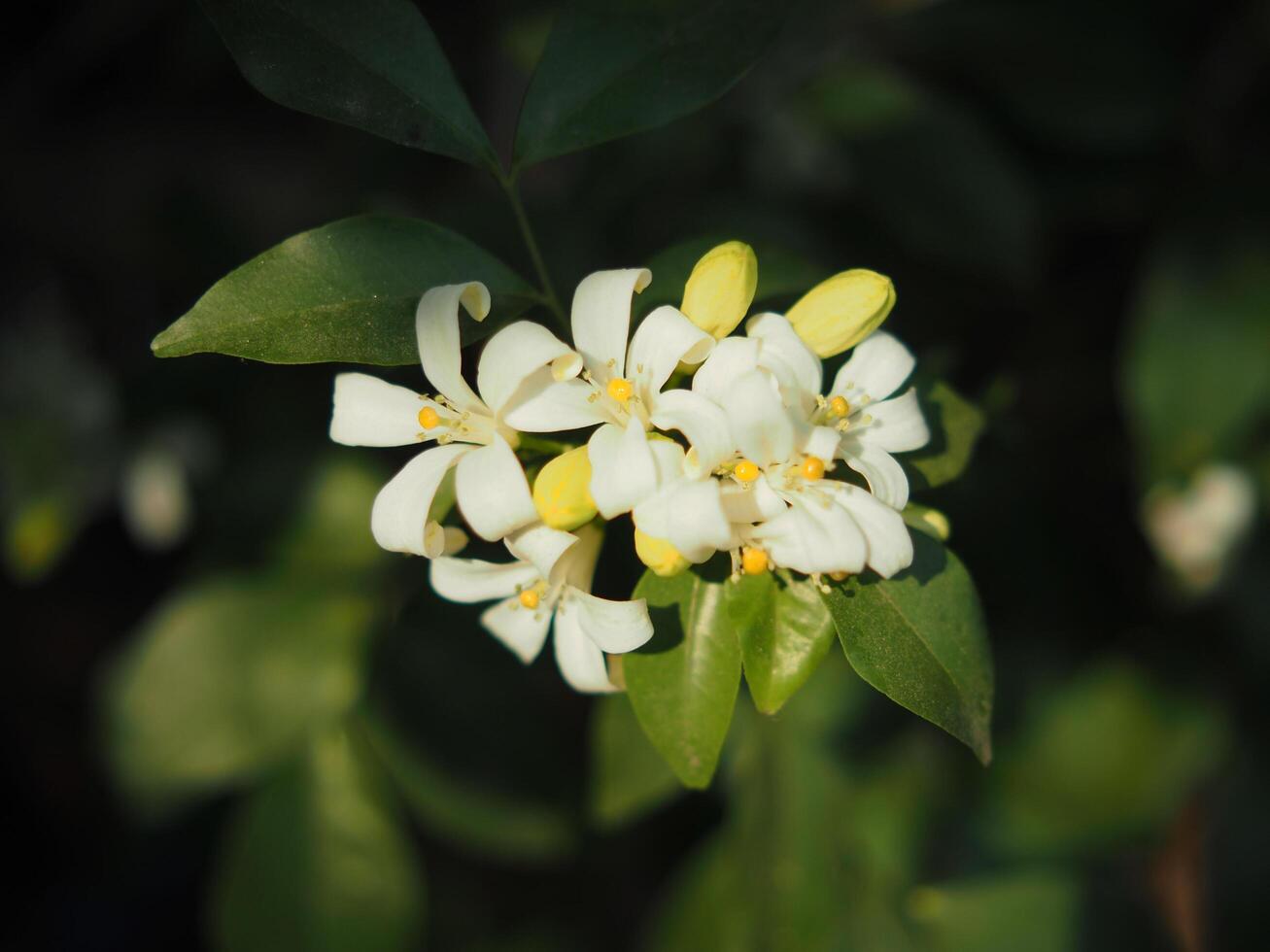 branco flor laranja jasmim em verde fundo natureza foto