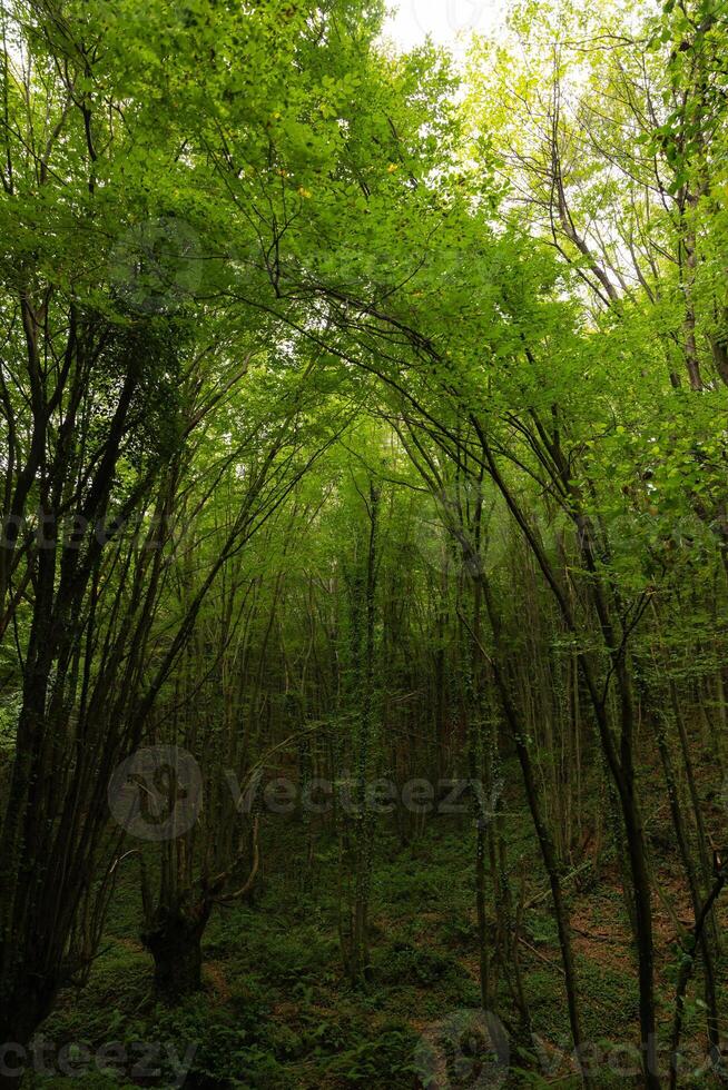 exuberante floresta vertical foto. carbono neutralidade conceito fundo foto