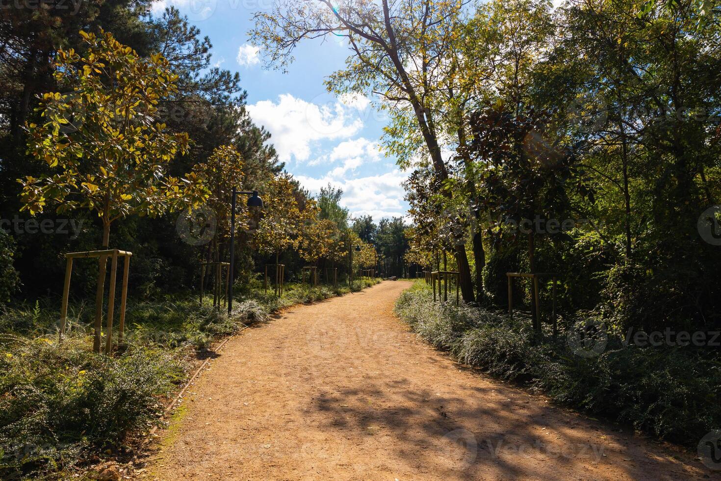 corrida ou corrida trilha com sujeira dentro a floresta ou parque foto