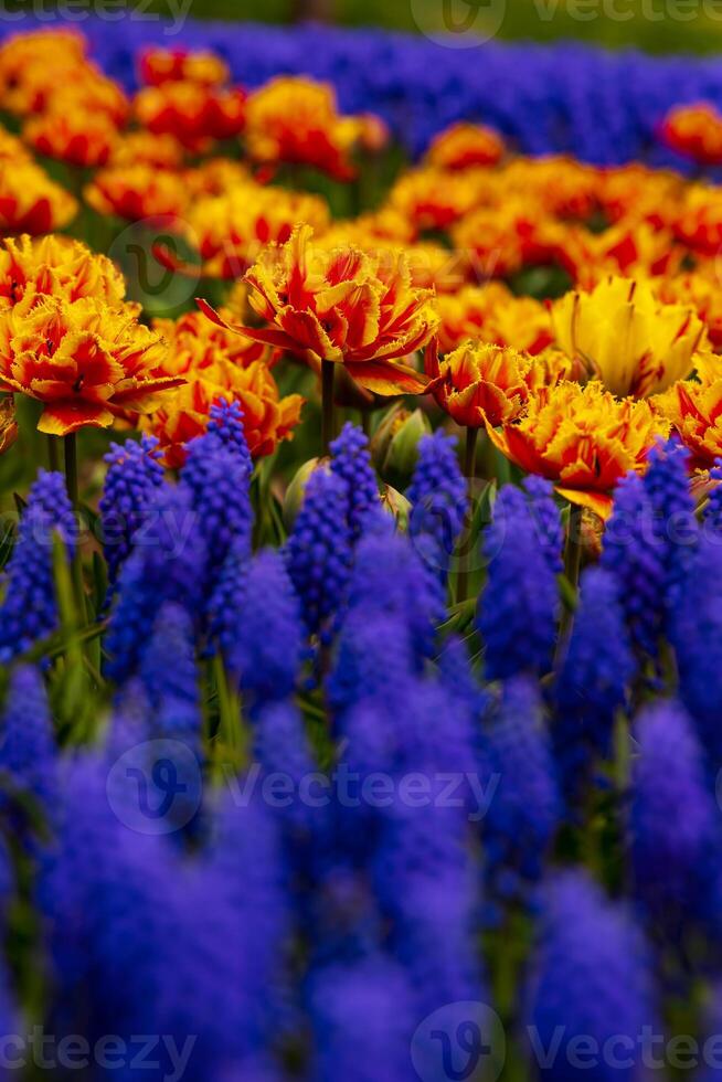 tulipas entre a jacintos dentro foco. foto