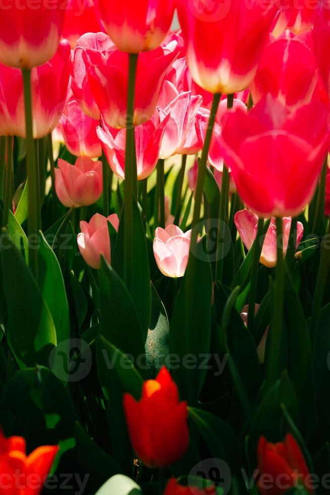 uma pequeno tulipa entre a alta tulipas dentro uma parque foto