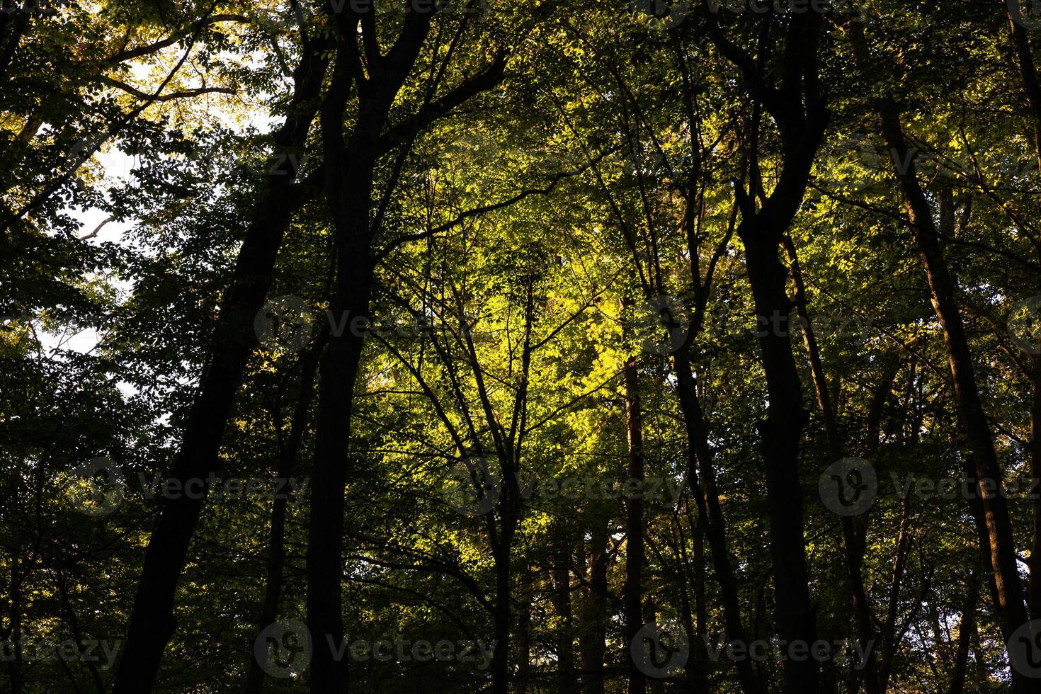 Sombrio e exuberante verde floresta. carbono internet zero conceito foto