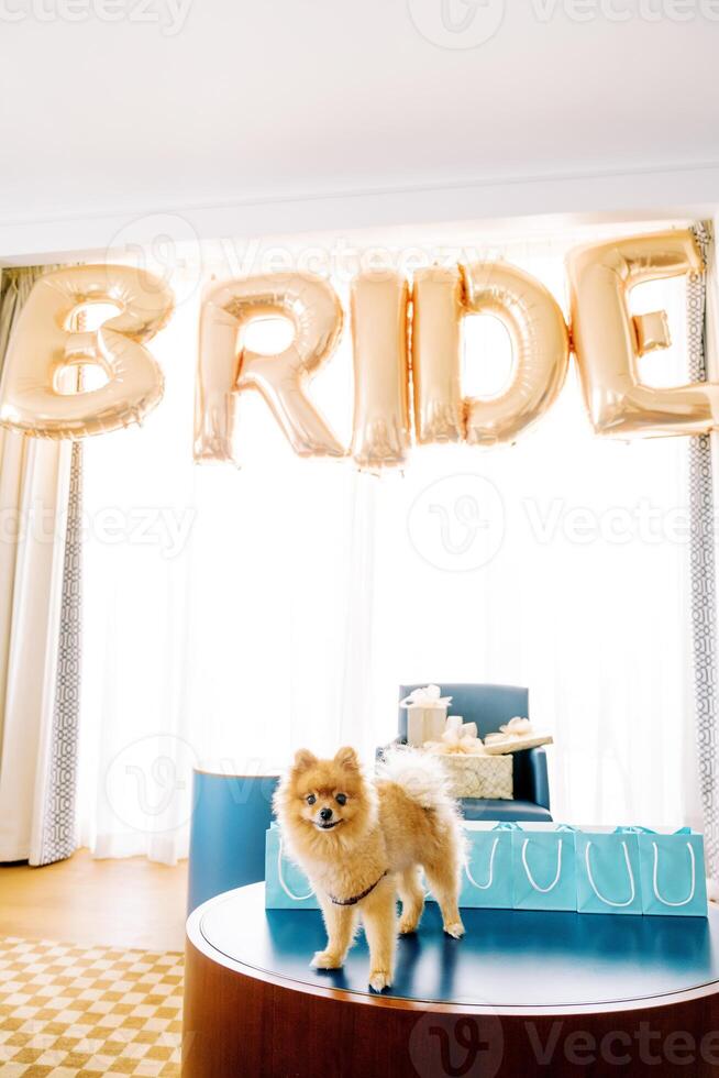 pequeno cachorro carrinhos em uma mesa Próximo para azul presente bolsas e inflável cartas em uma cortina. rubrica. noiva foto