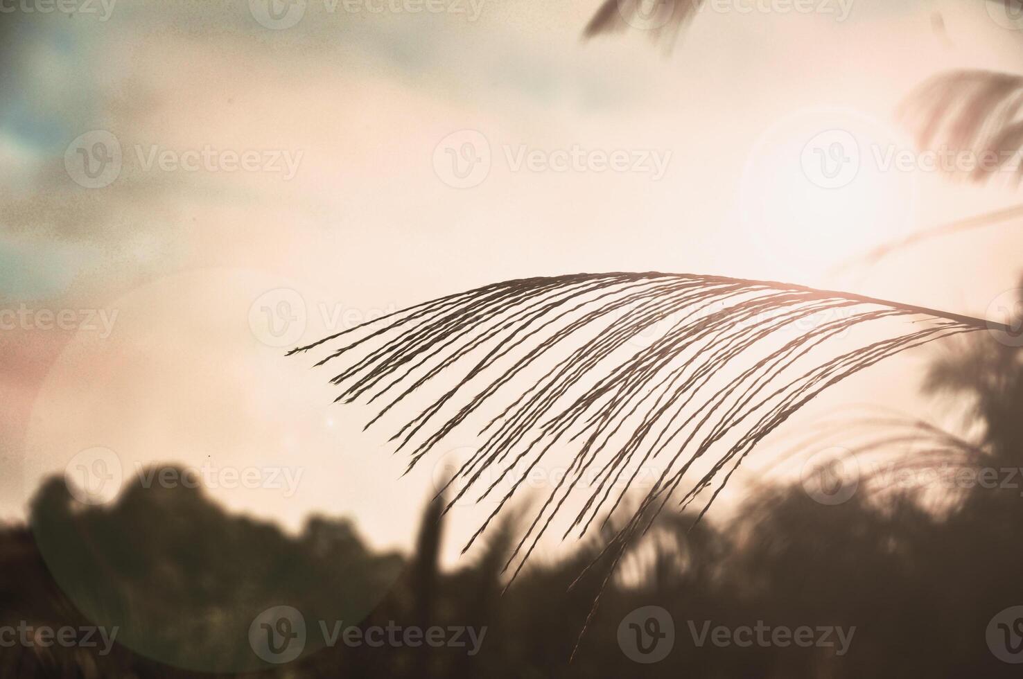 lindo natureza Visão com Customizável espaço para texto ou mensagem. natureza Visão conceito foto