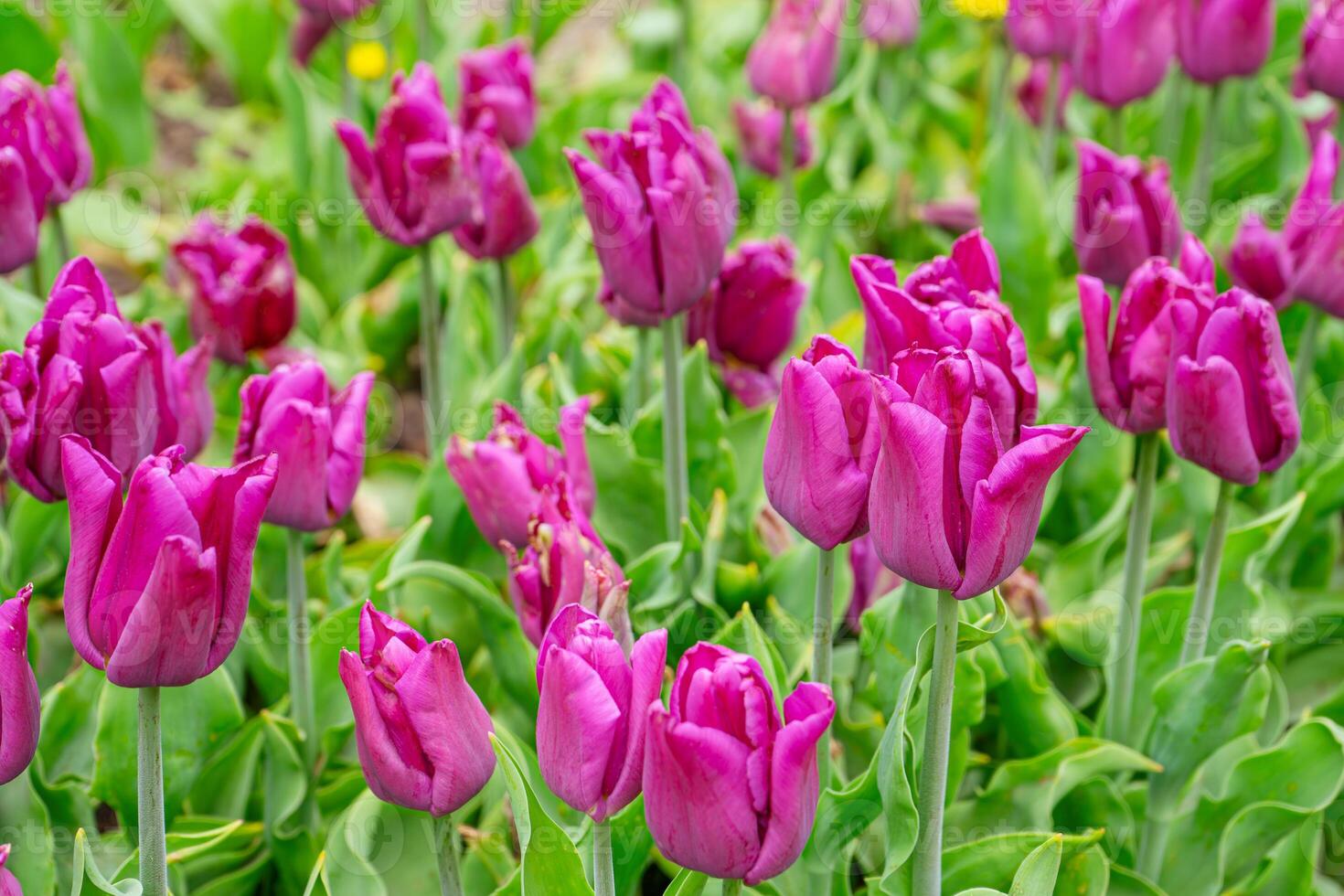 roxa tulipas flores com verde folhas florescendo dentro uma Prado, parque, canteiro de flores ao ar livre foto